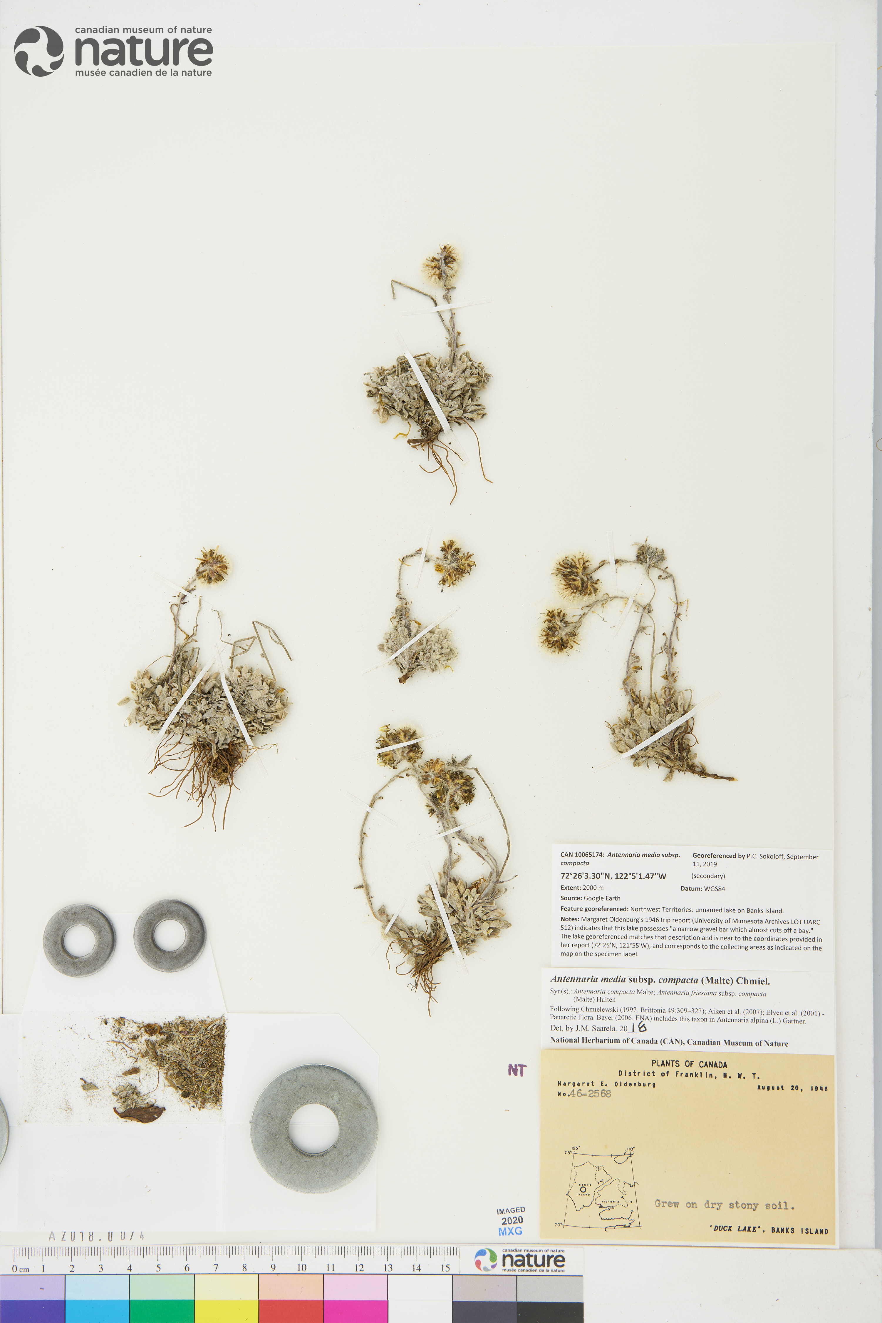Antennaria alpina image