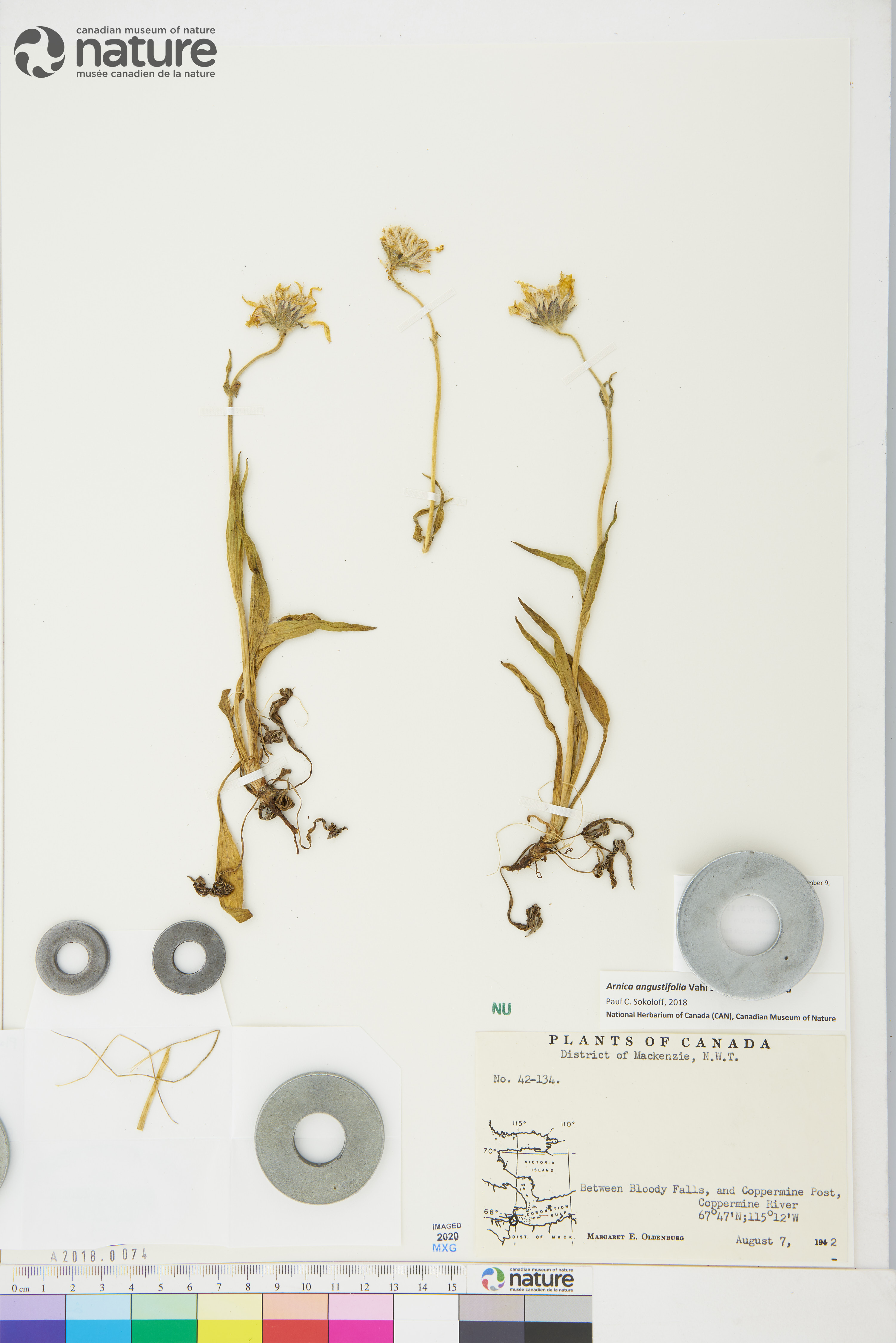 Arnica angustifolia subsp. angustifolia image