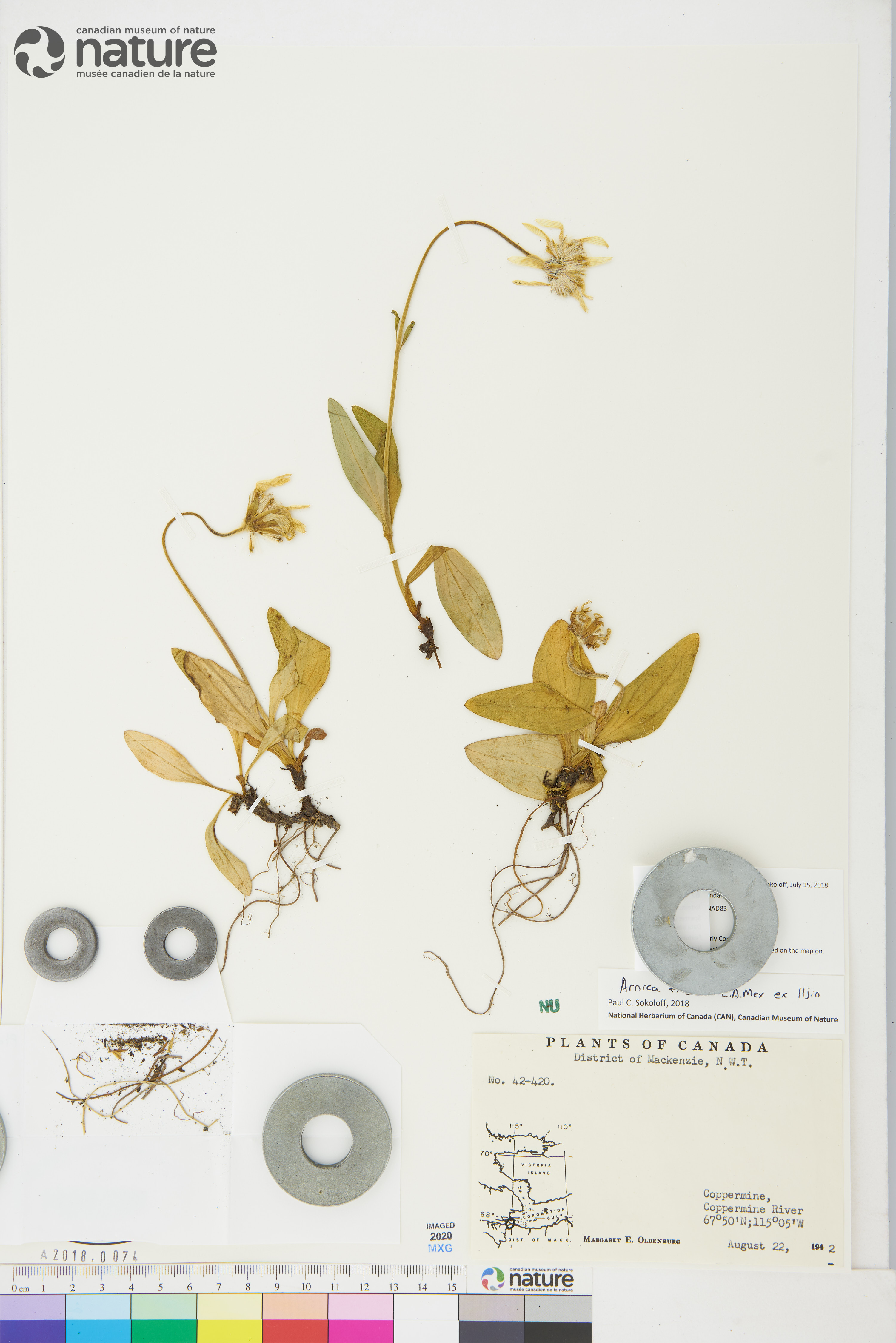 Arnica frigida image