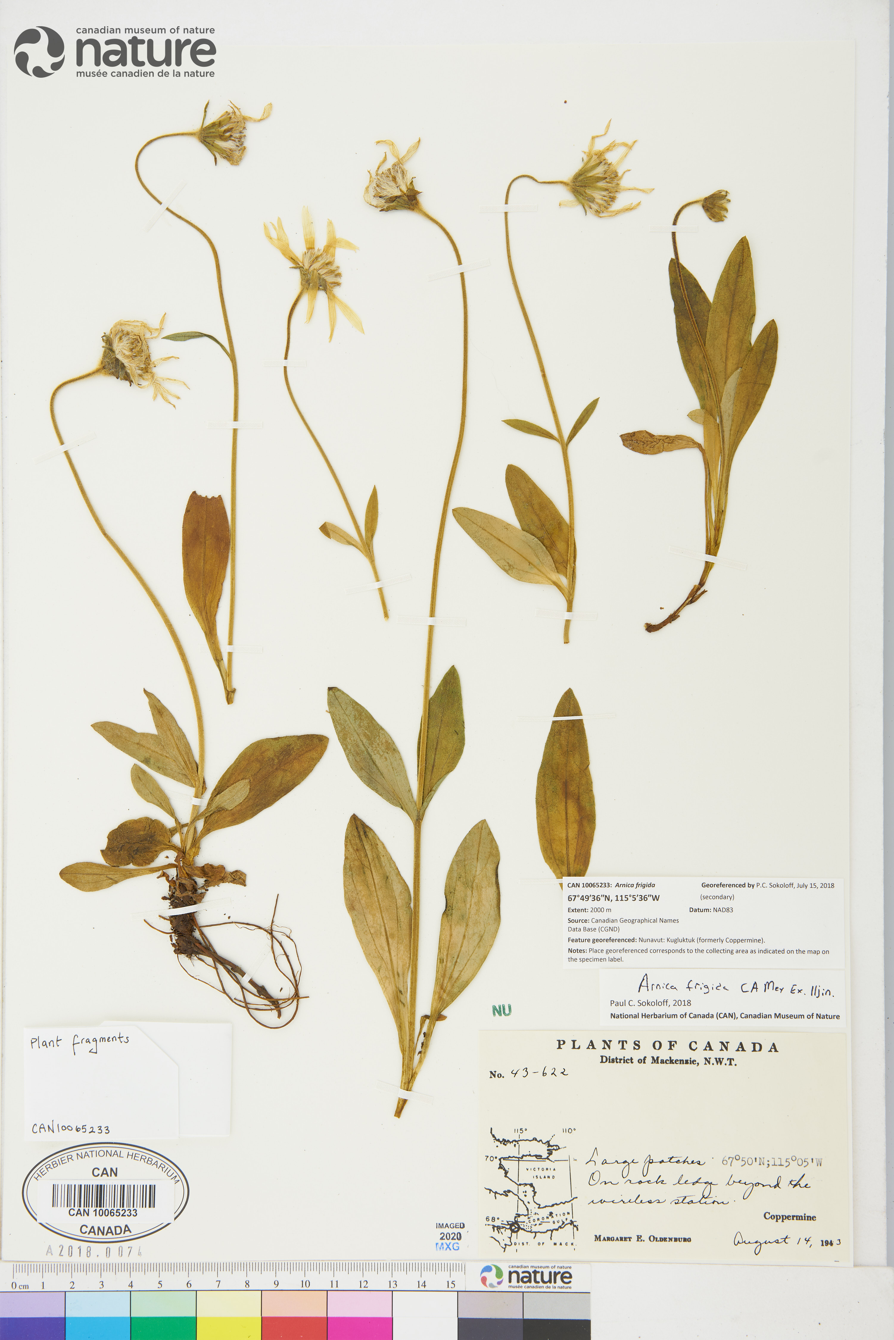 Arnica frigida image
