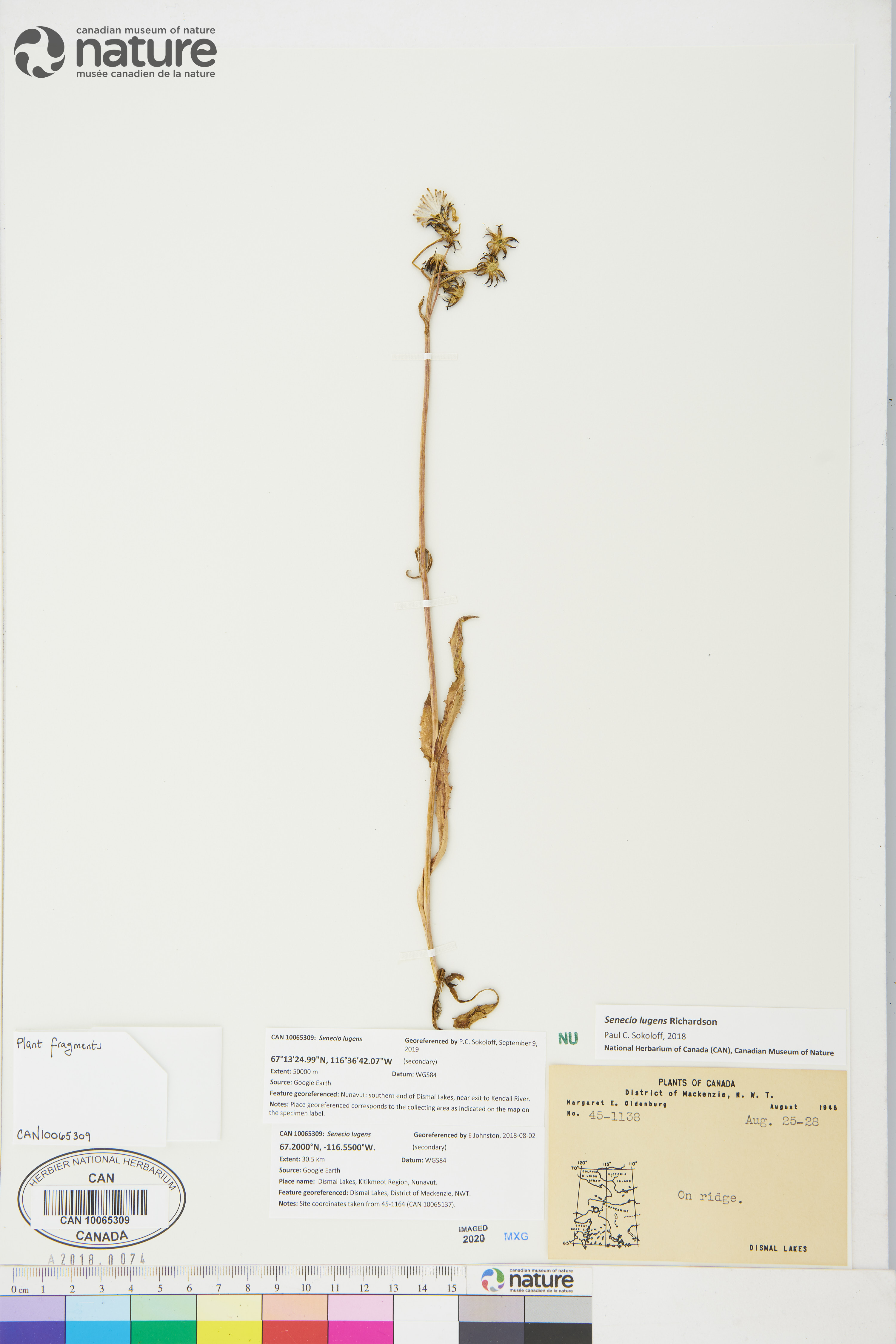 Senecio lugens image