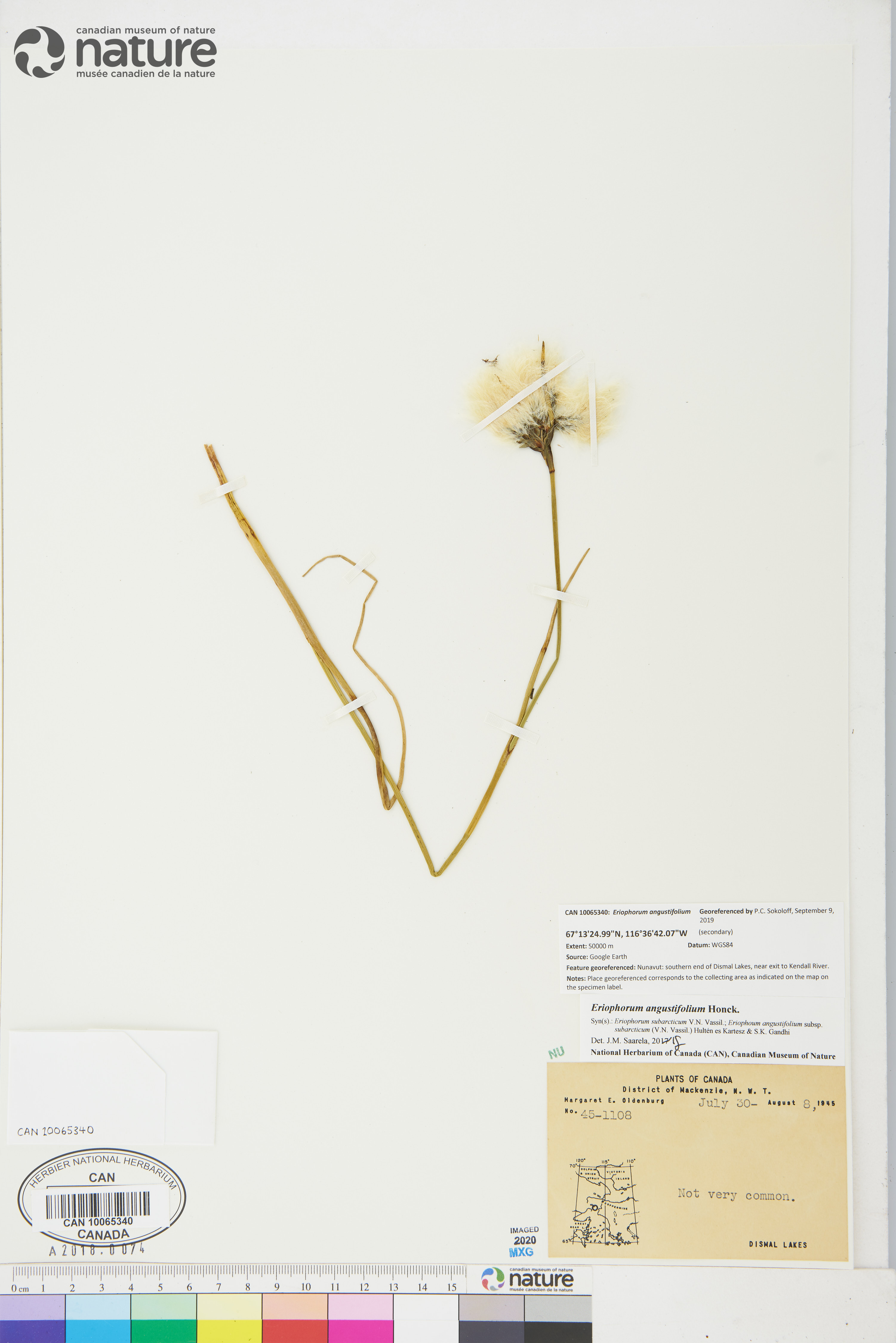 Eriophorum triste image