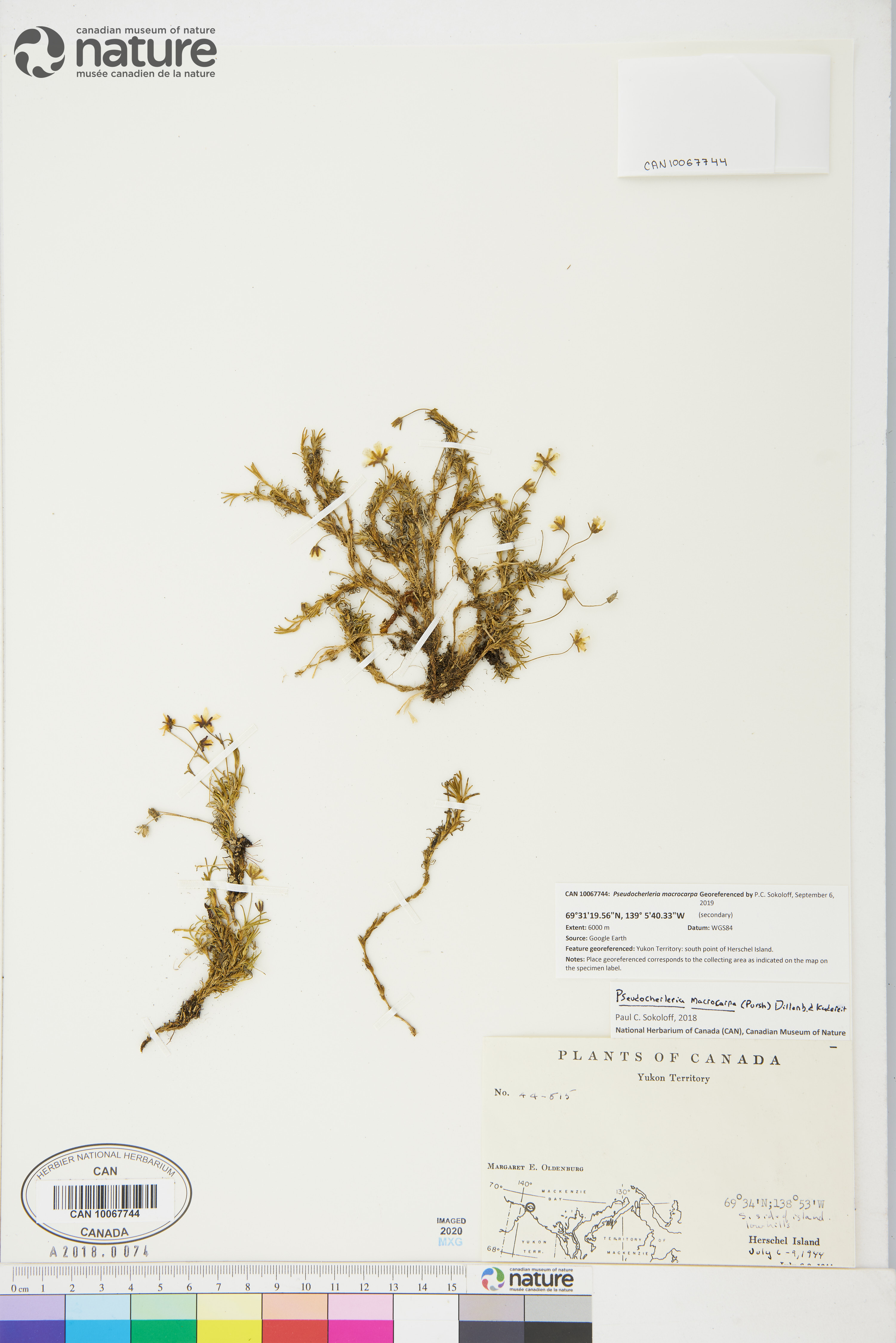 Pseudocherleria macrocarpa image