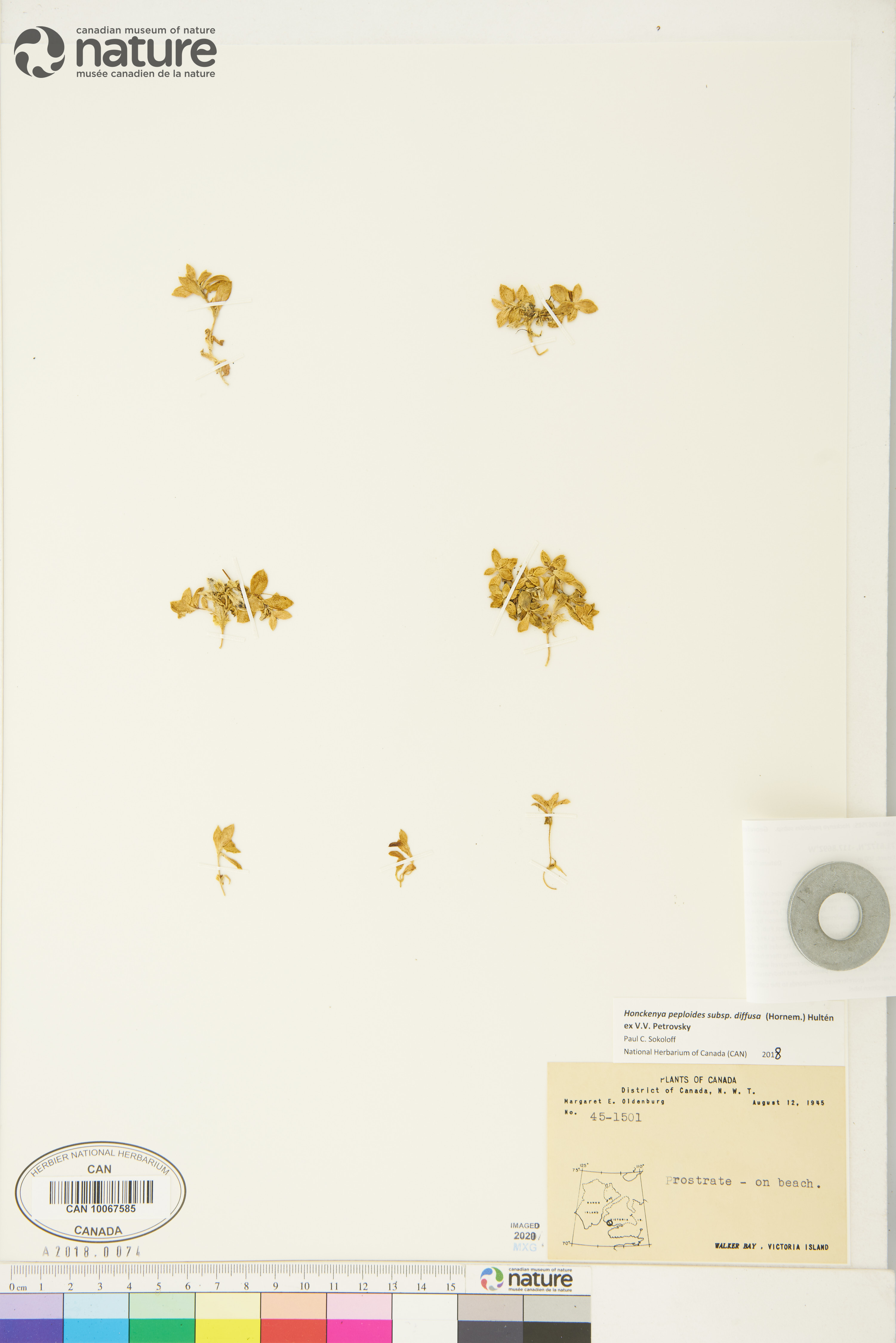 Honckenya peploides subsp. diffusa image