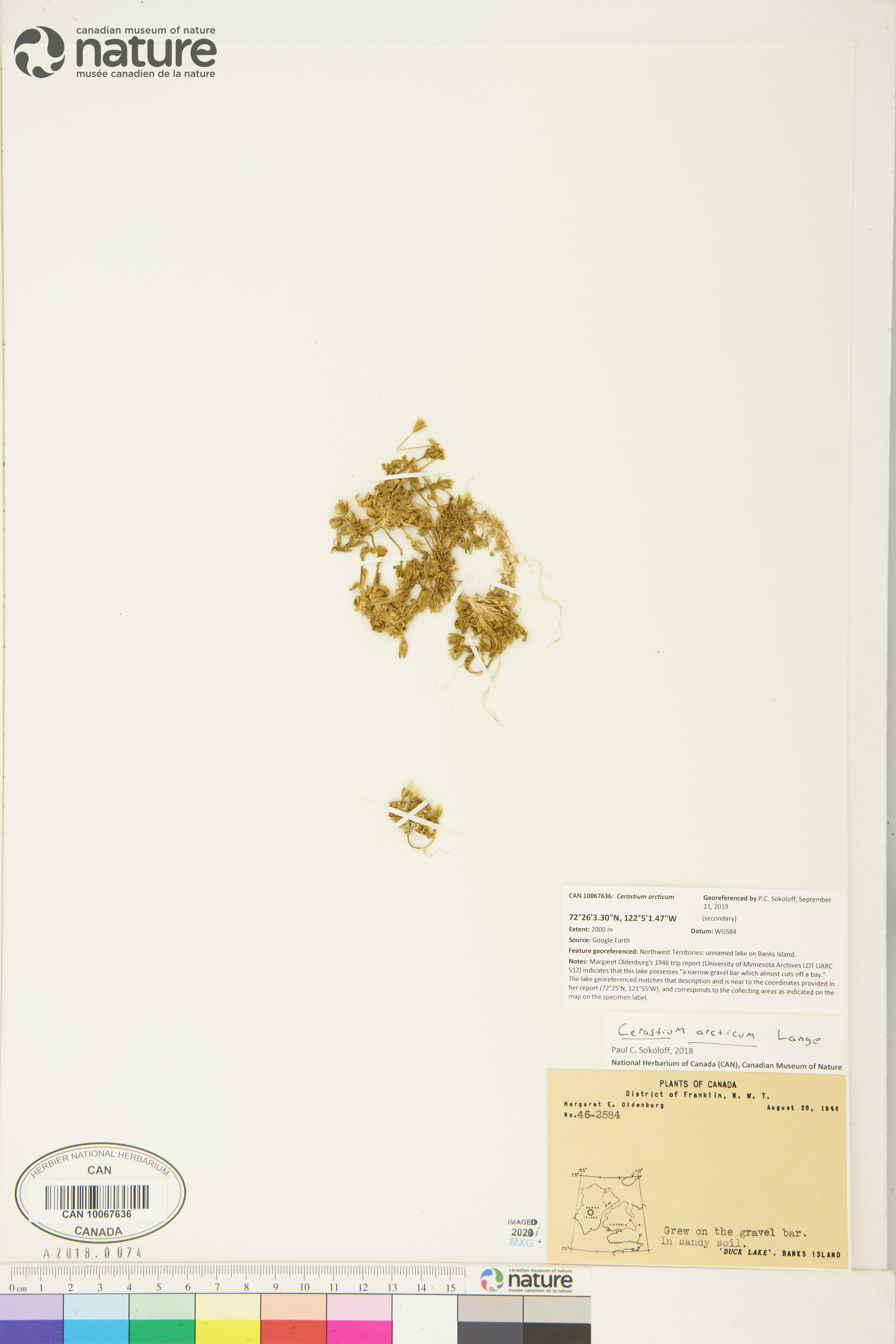 Cerastium arcticum image