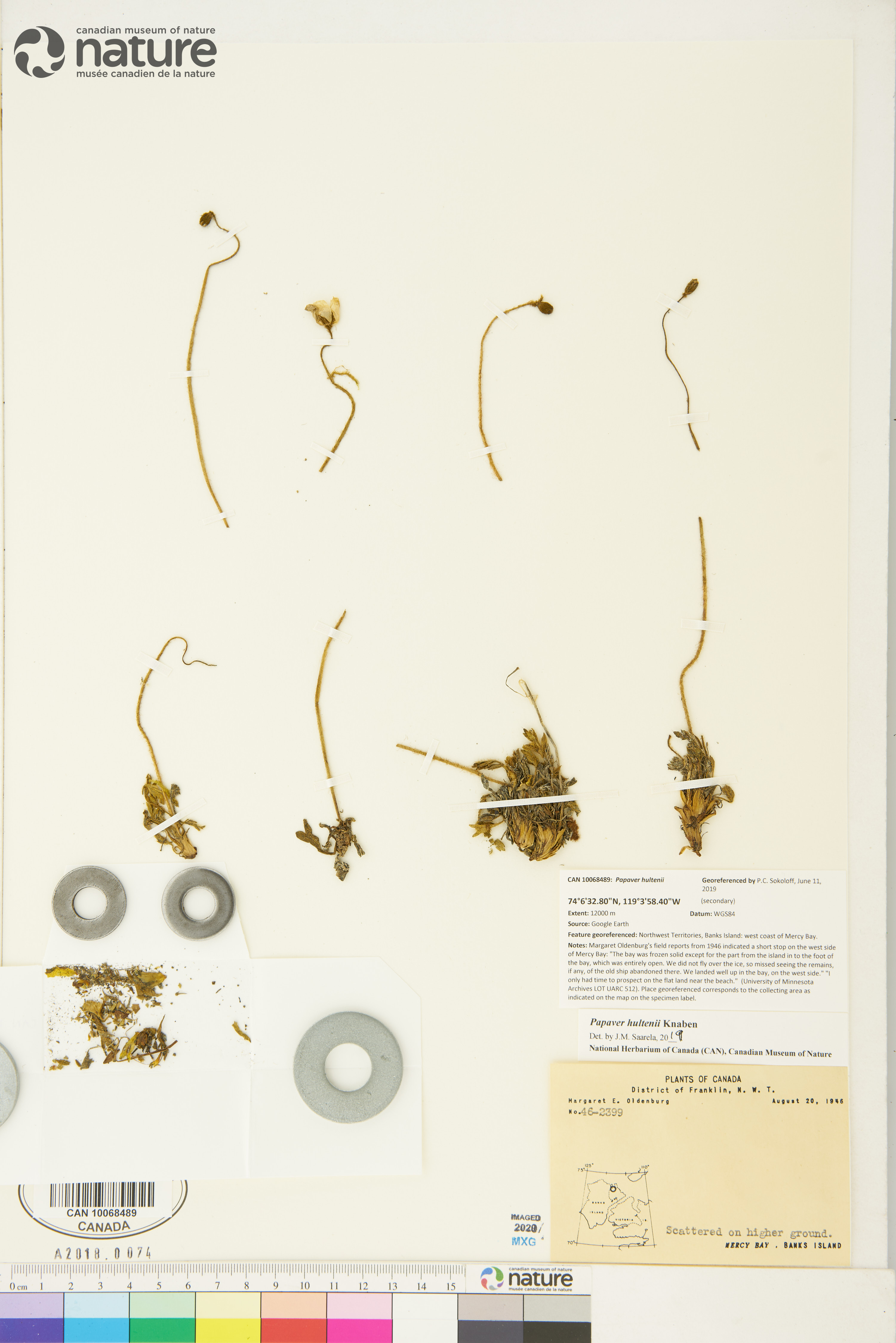Papaver hultenii image