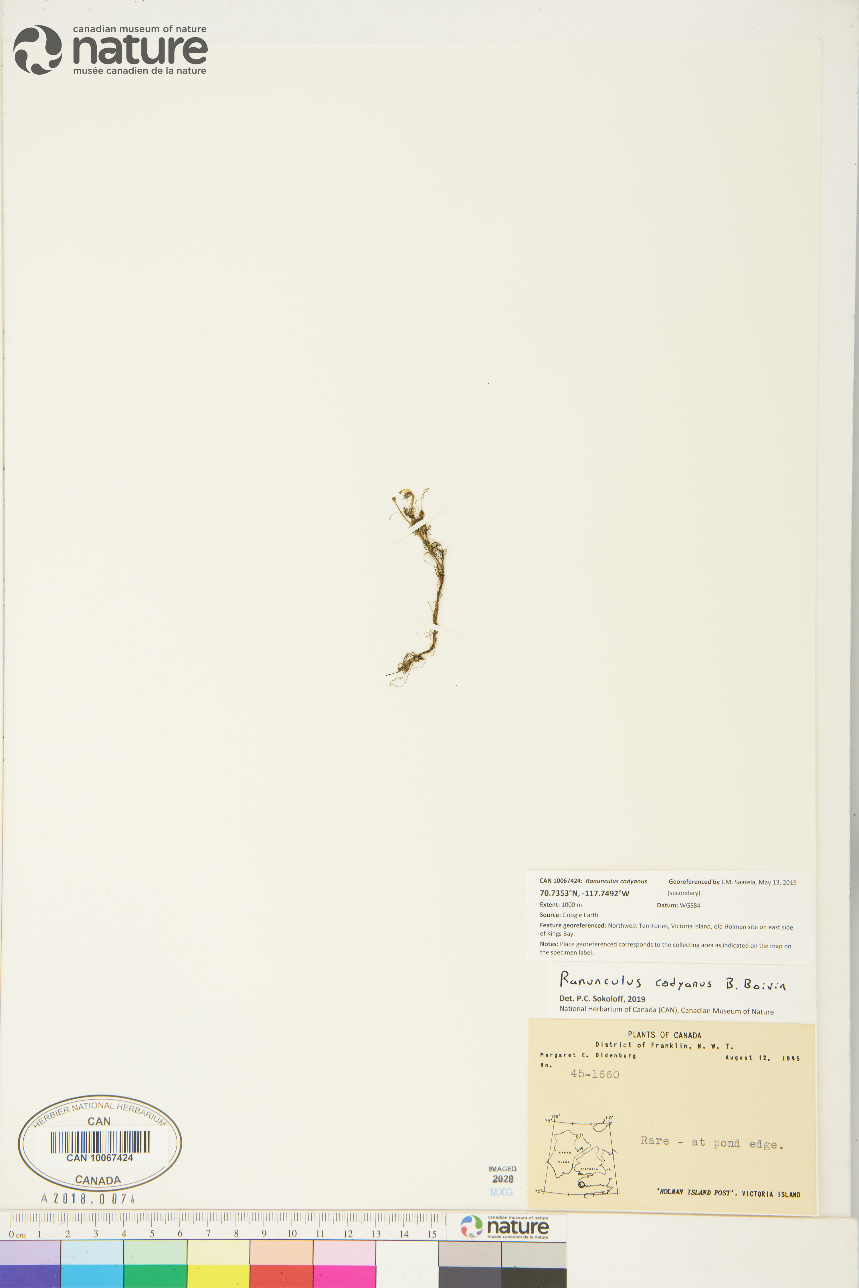 Ranunculus trichophyllus var. eradicatus image