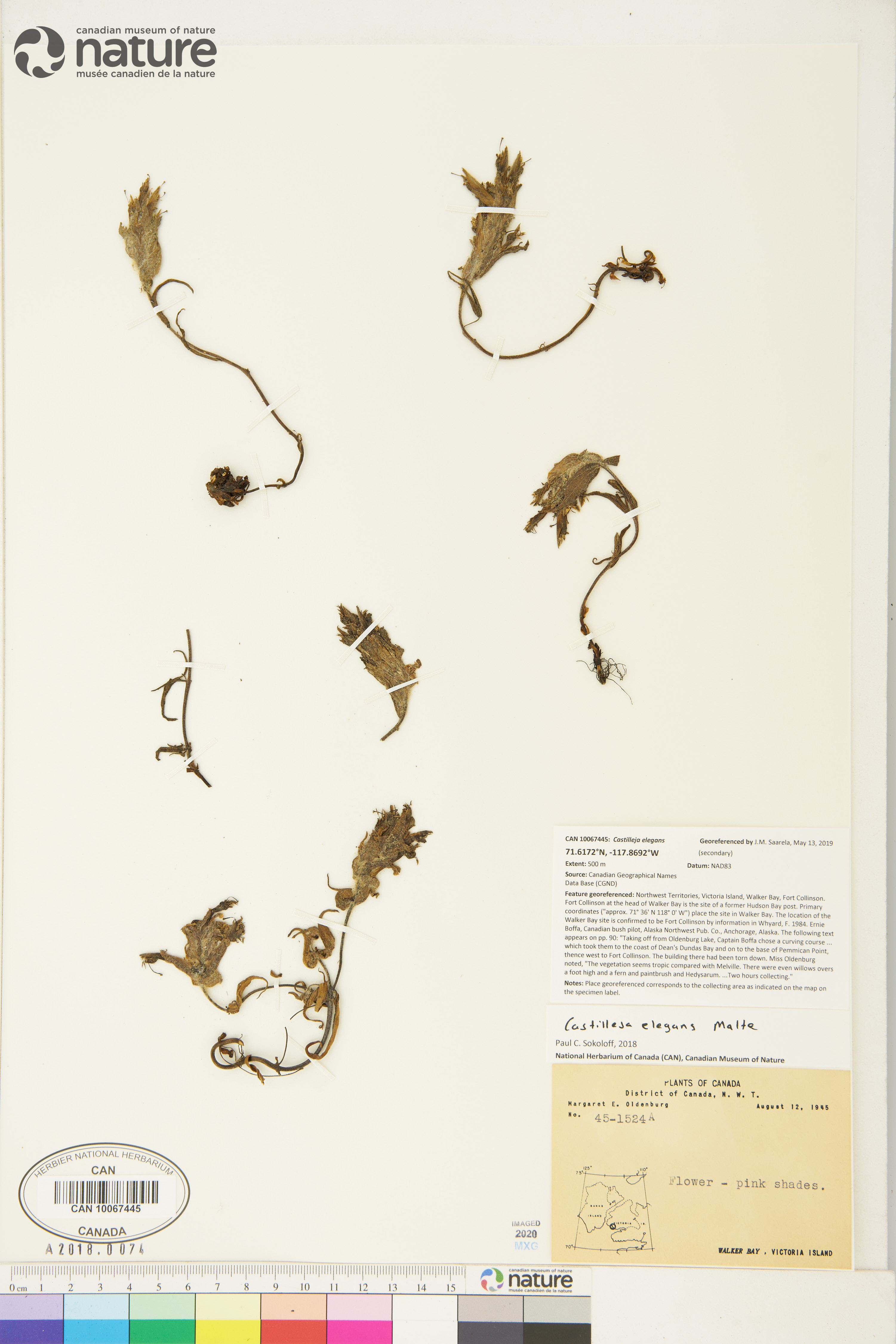 Castilleja elegans image
