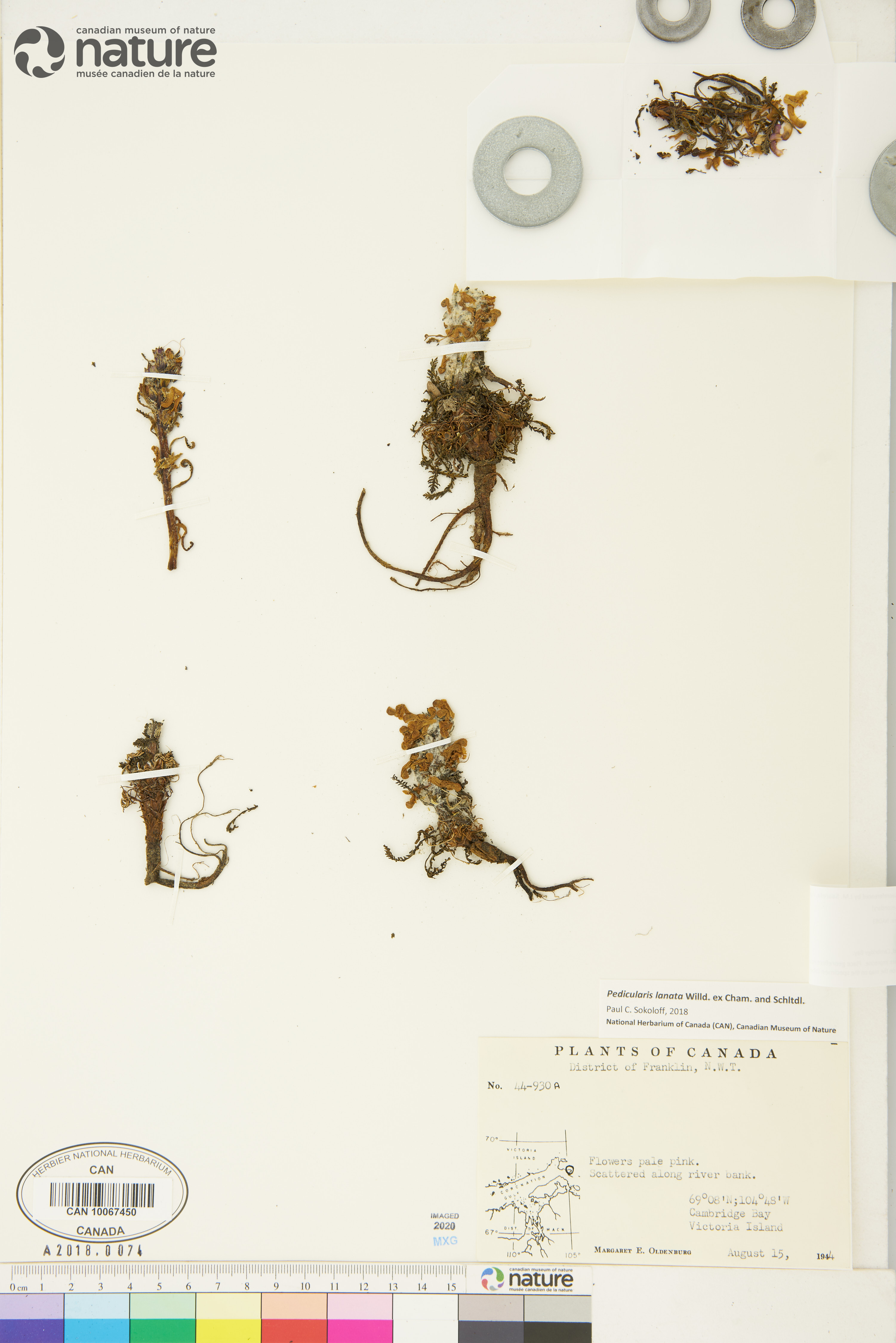 Pedicularis lanata image