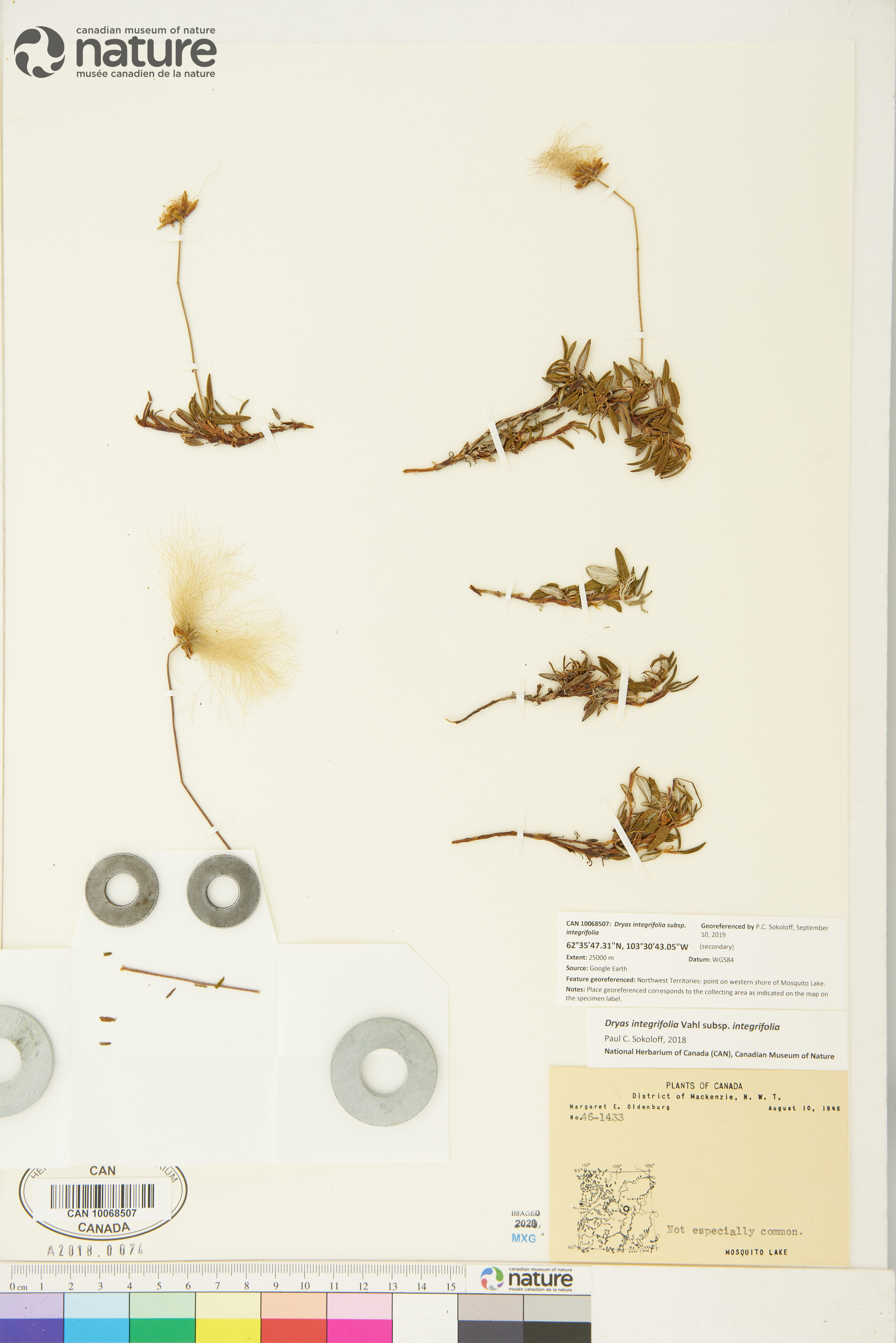 Dryas integrifolia subsp. integrifolia image