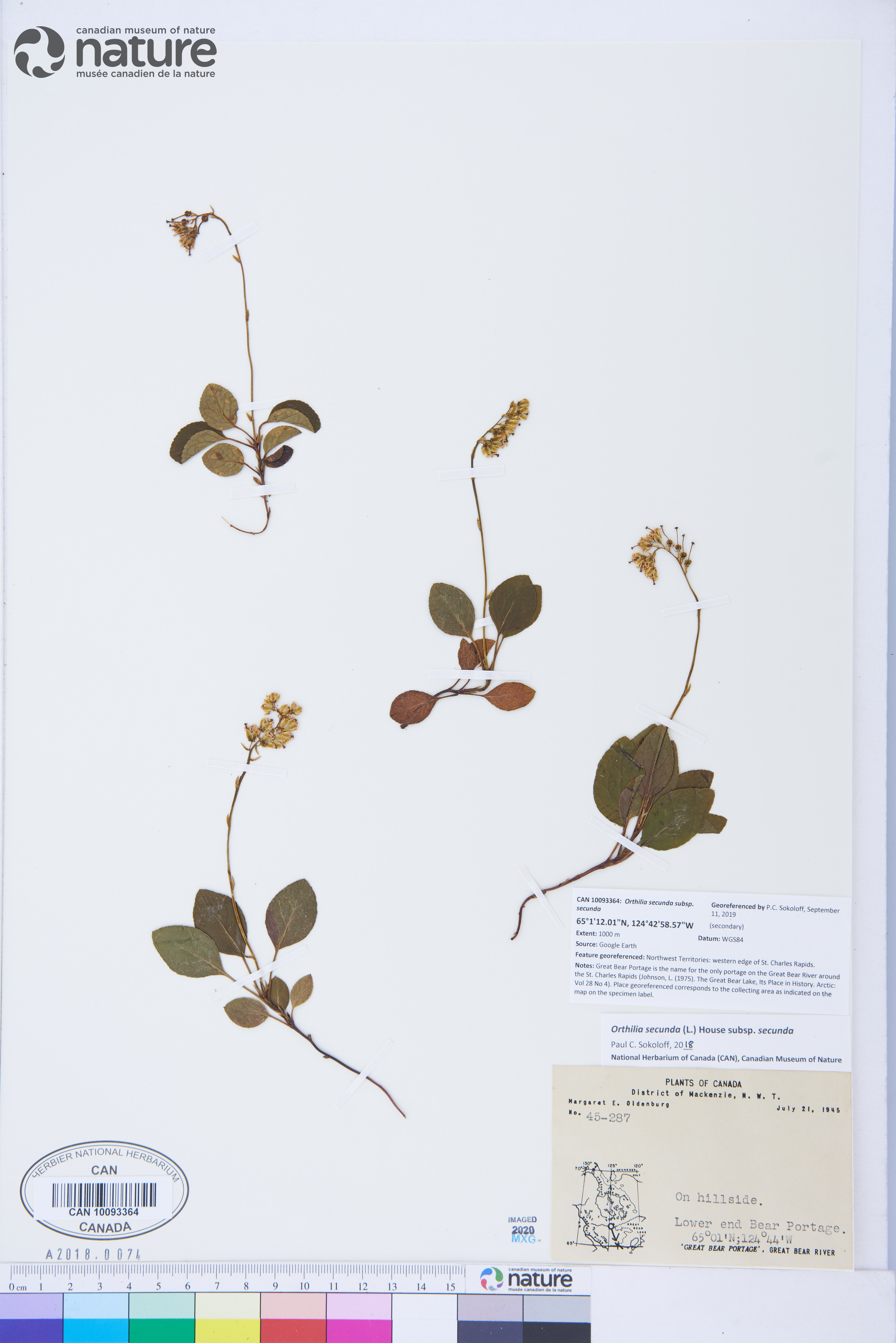 Orthilia secunda subsp. secunda image