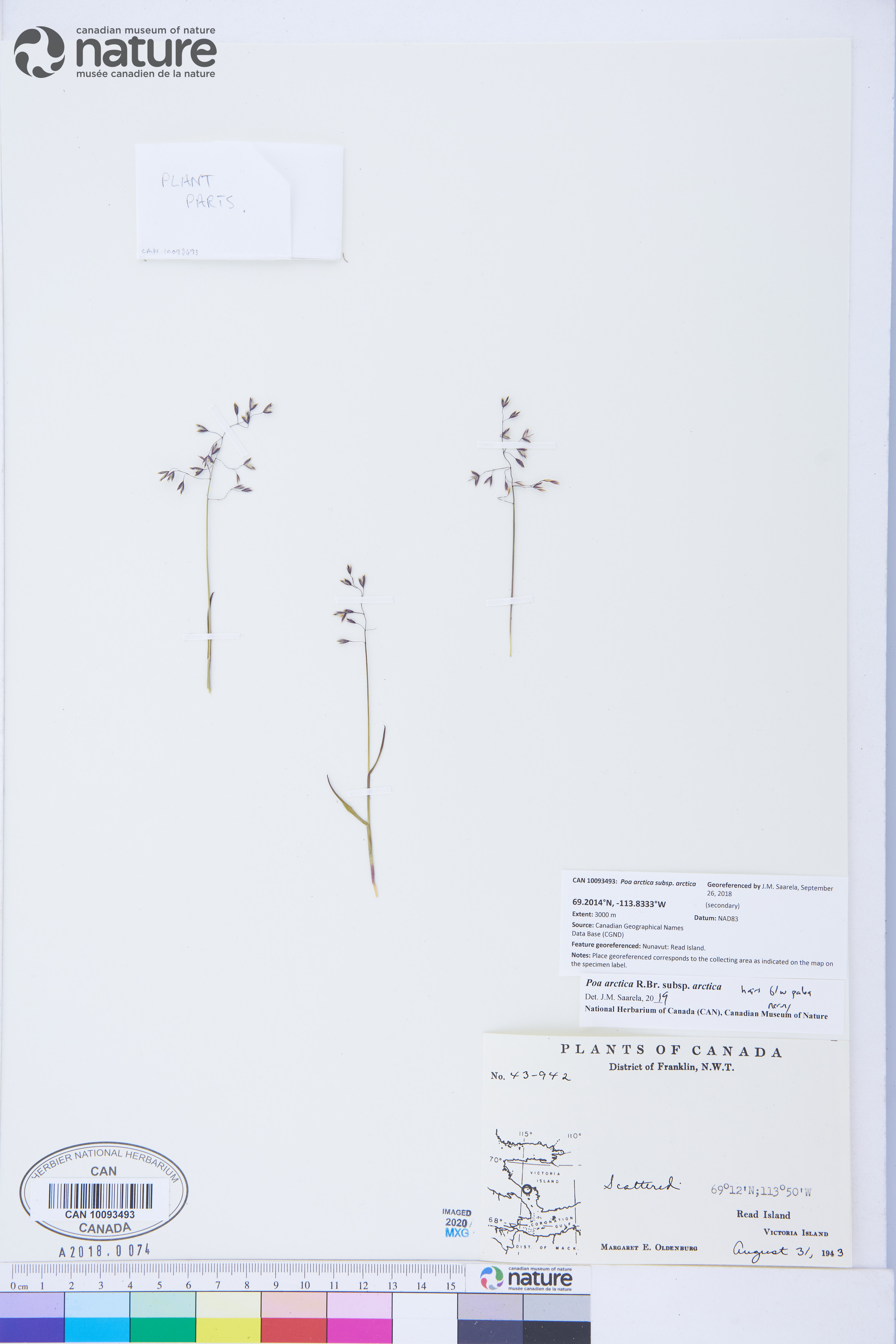 Poa arctica subsp. arctica image
