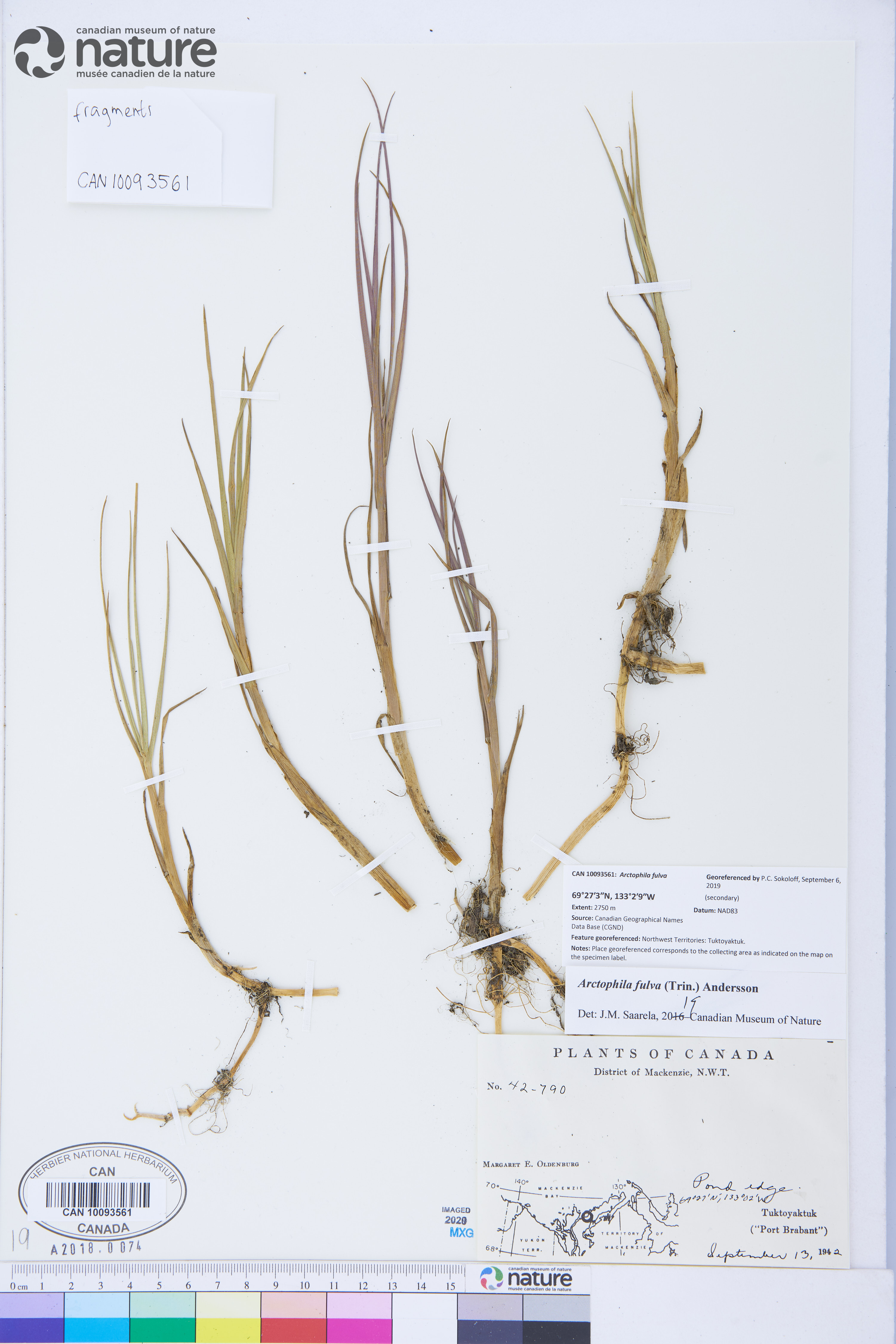 Arctophila fulva image