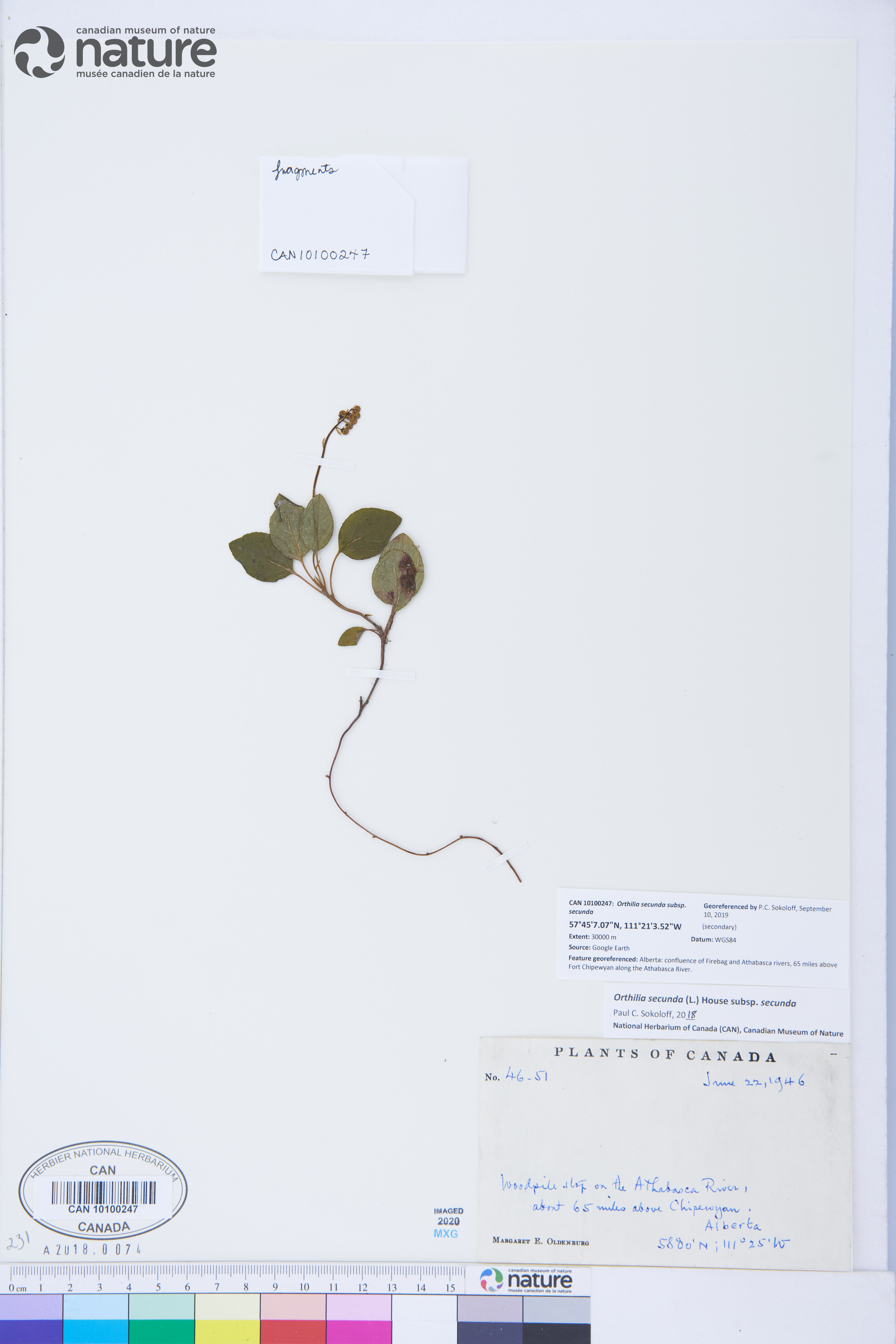 Orthilia secunda subsp. secunda image