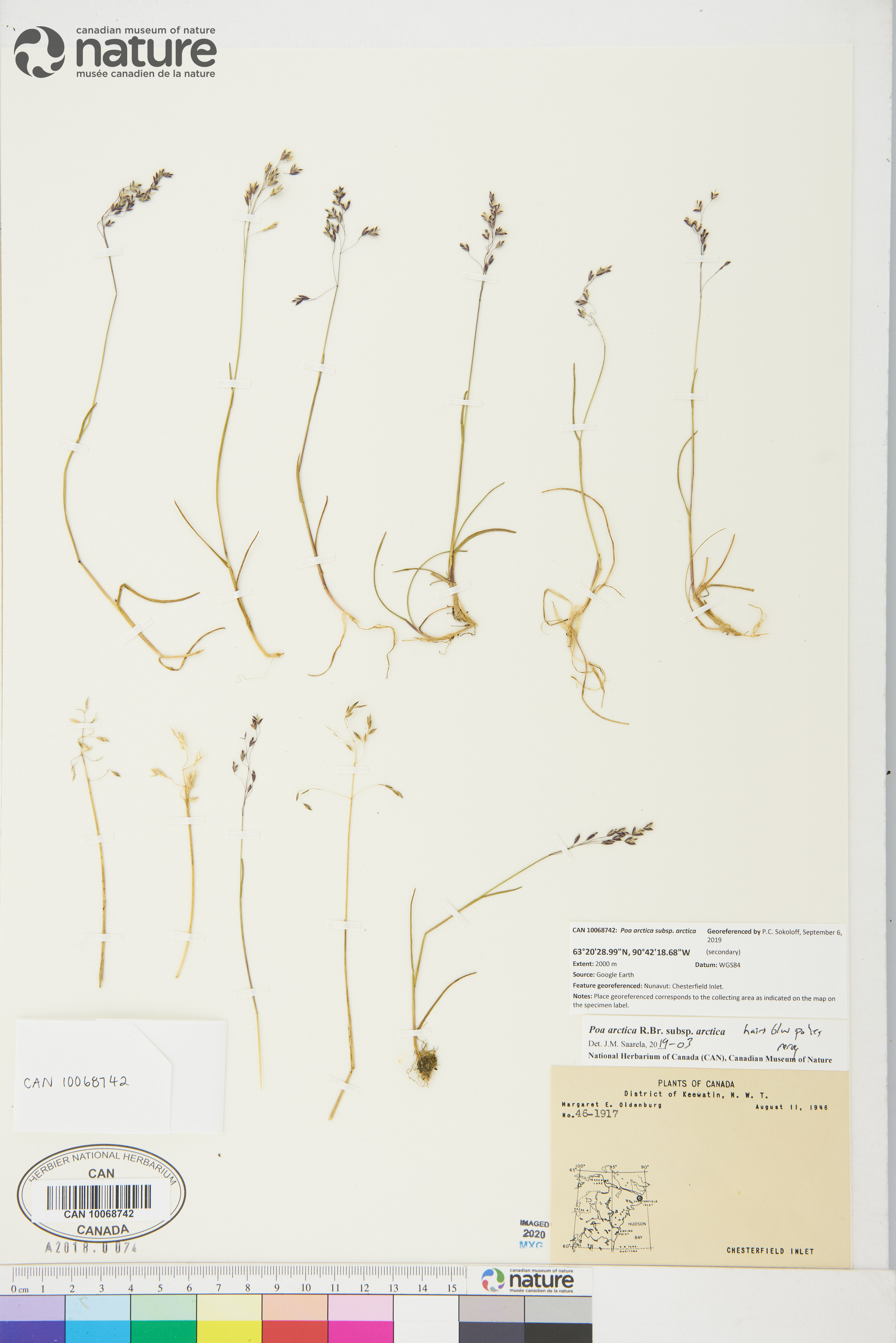 Poa arctica subsp. arctica image