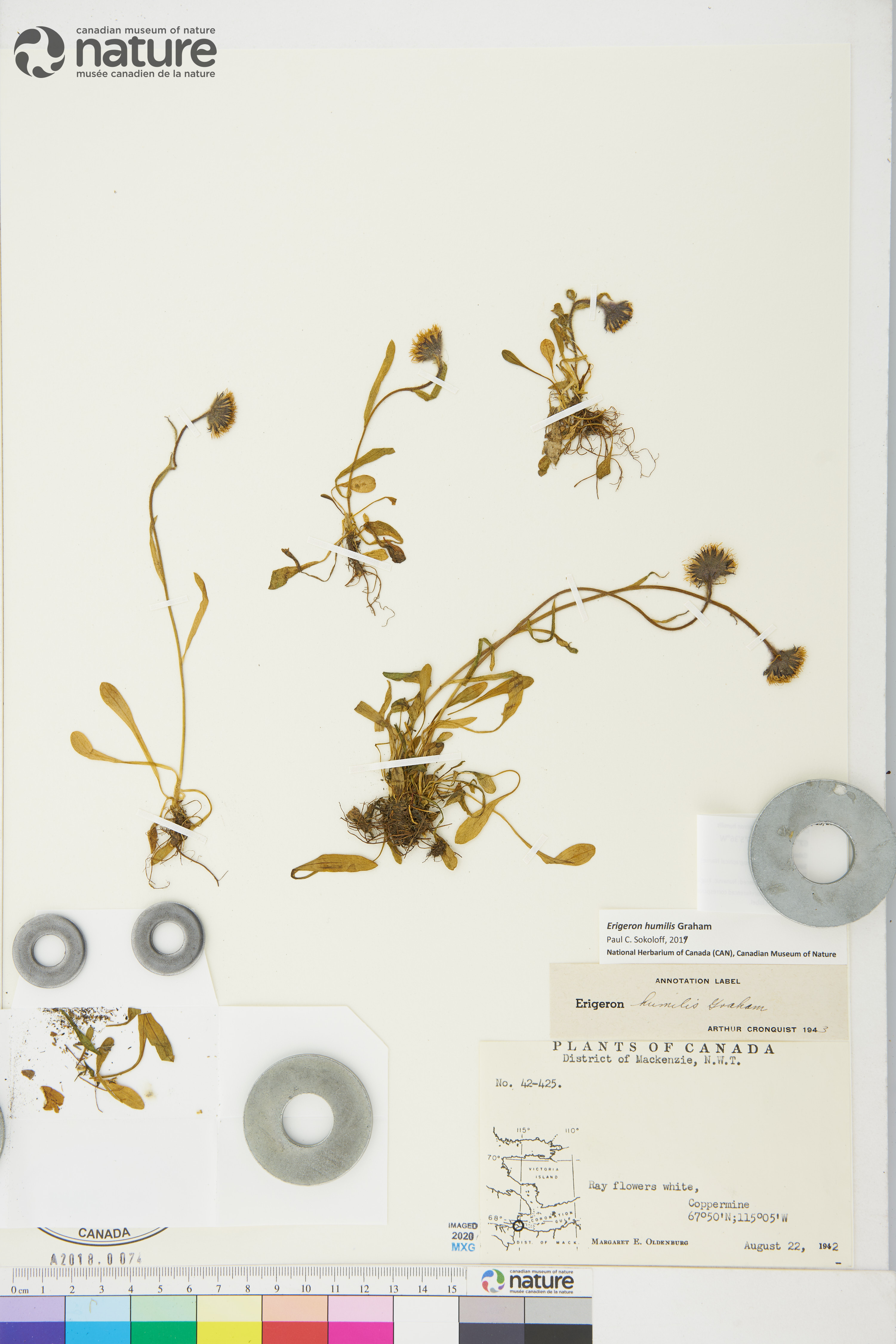 Erigeron humilis image