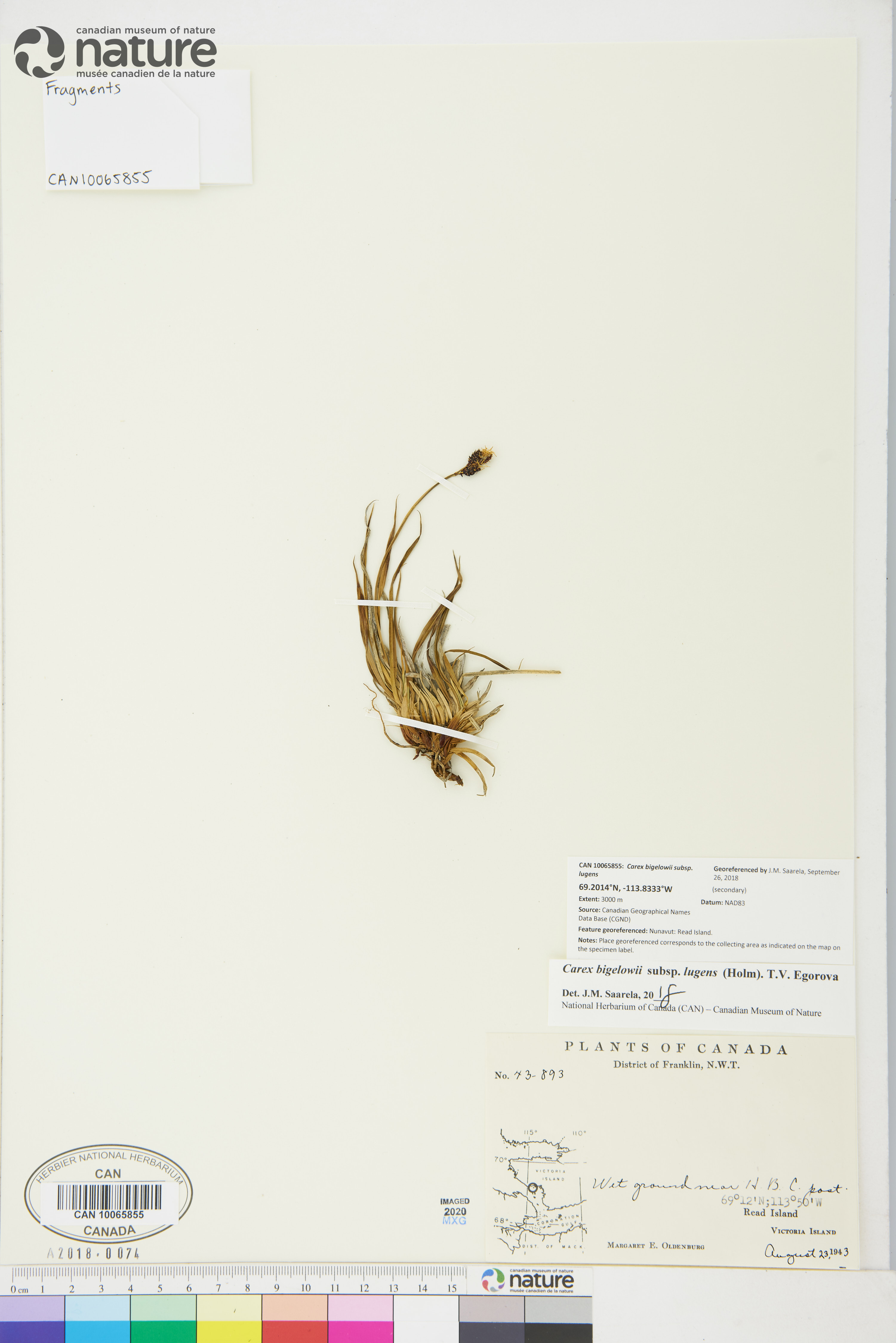 Carex bigelowii subsp. lugens image