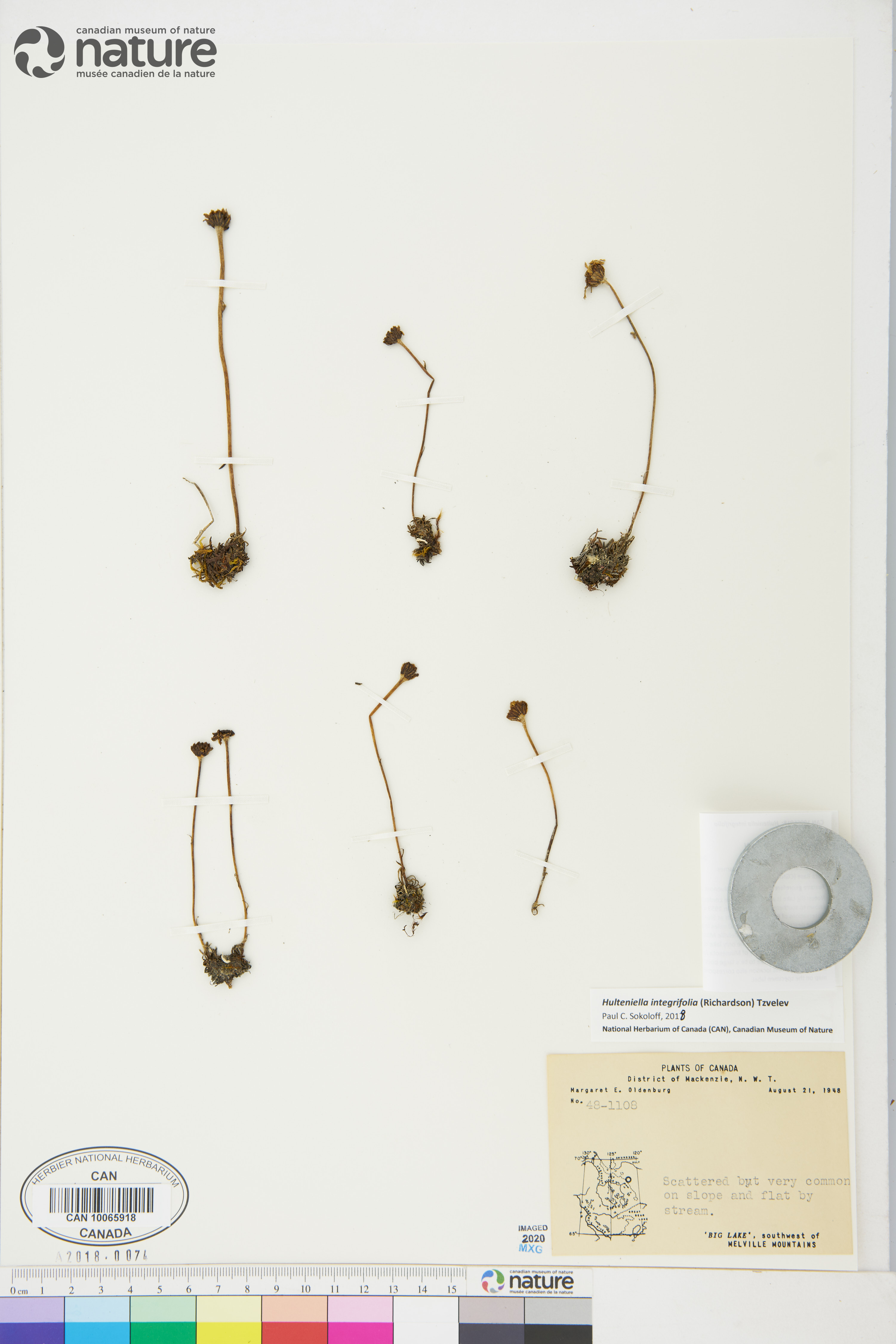 Chrysanthemum integrifolium image
