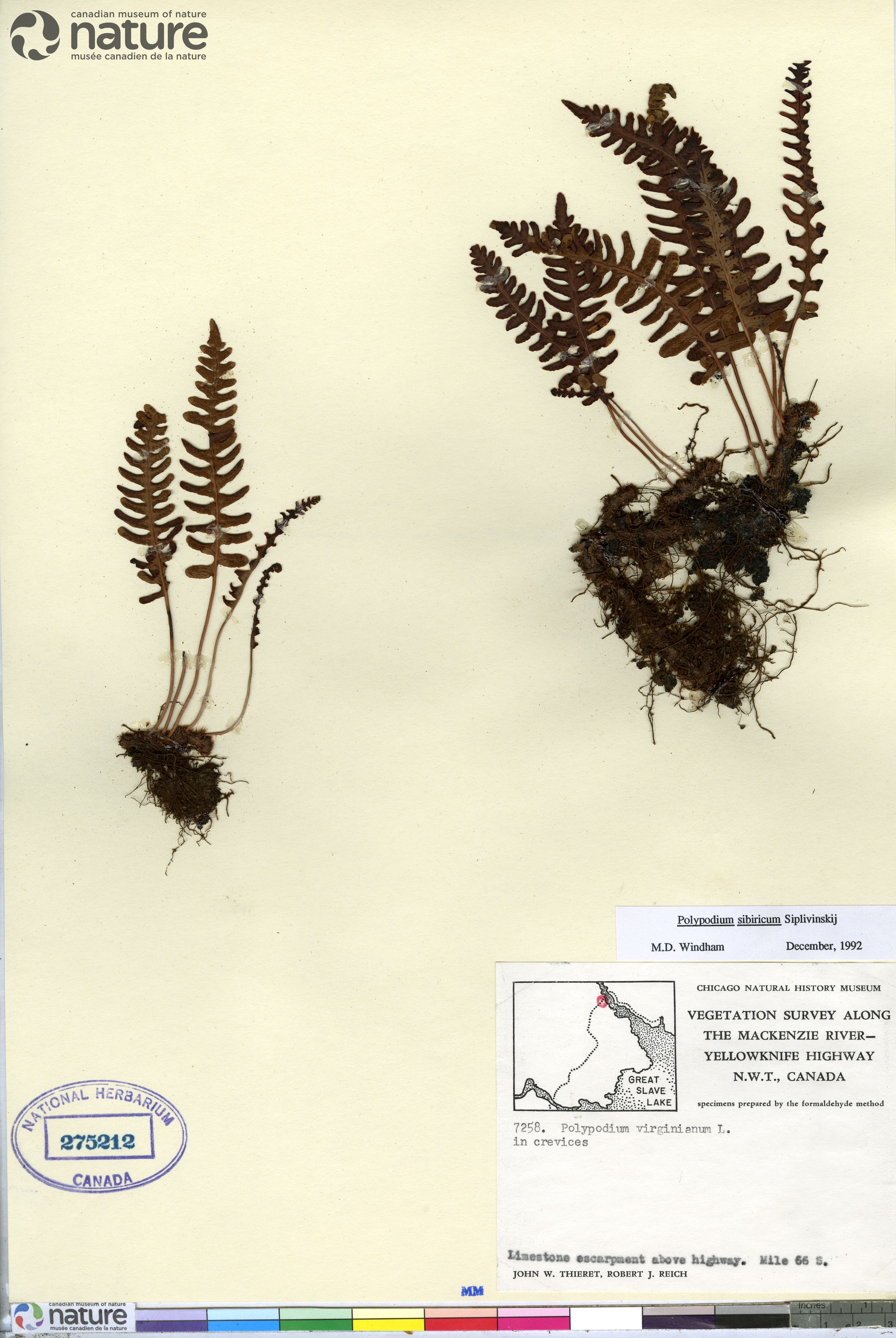 Polypodium sibiricum image
