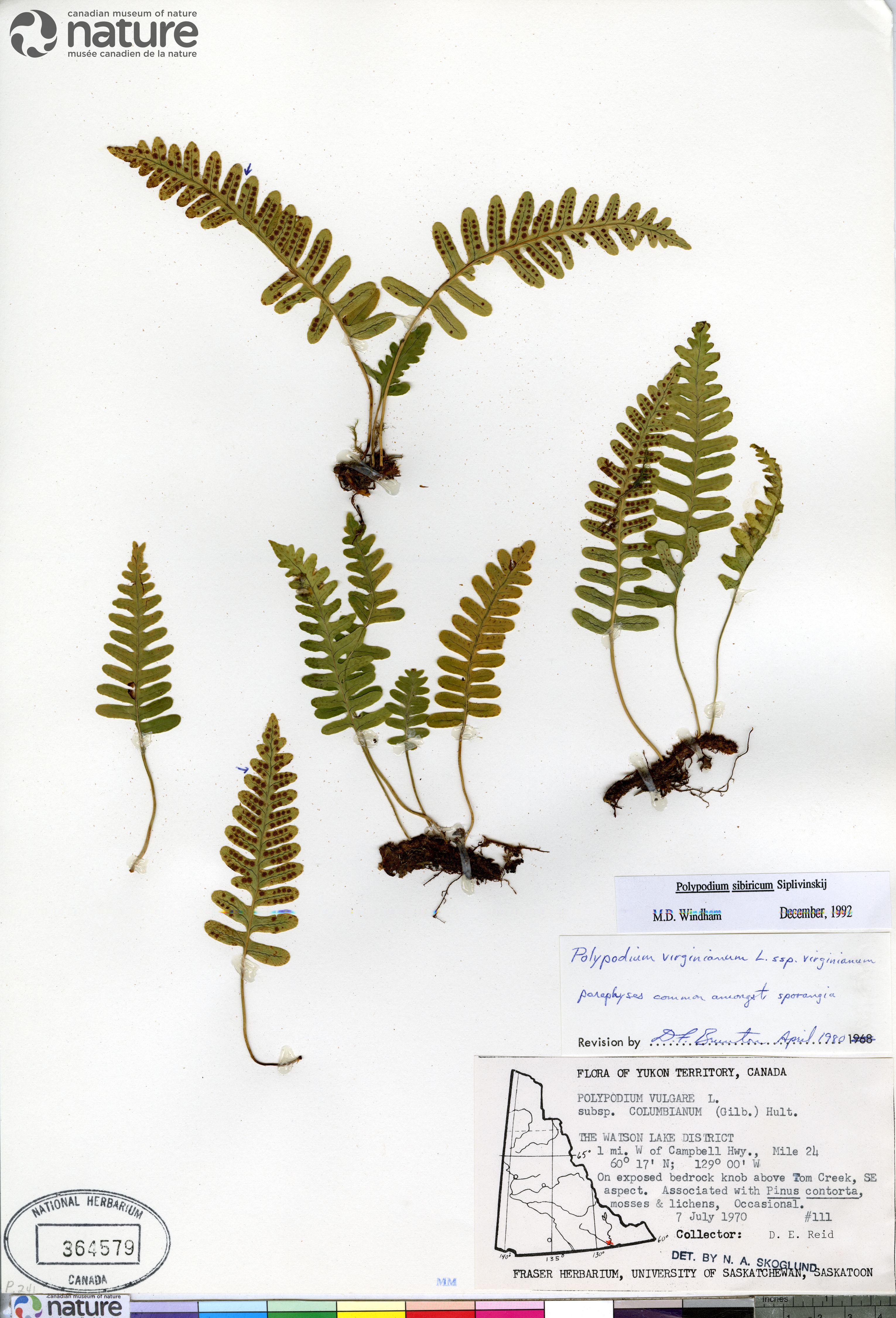 Polypodium sibiricum image