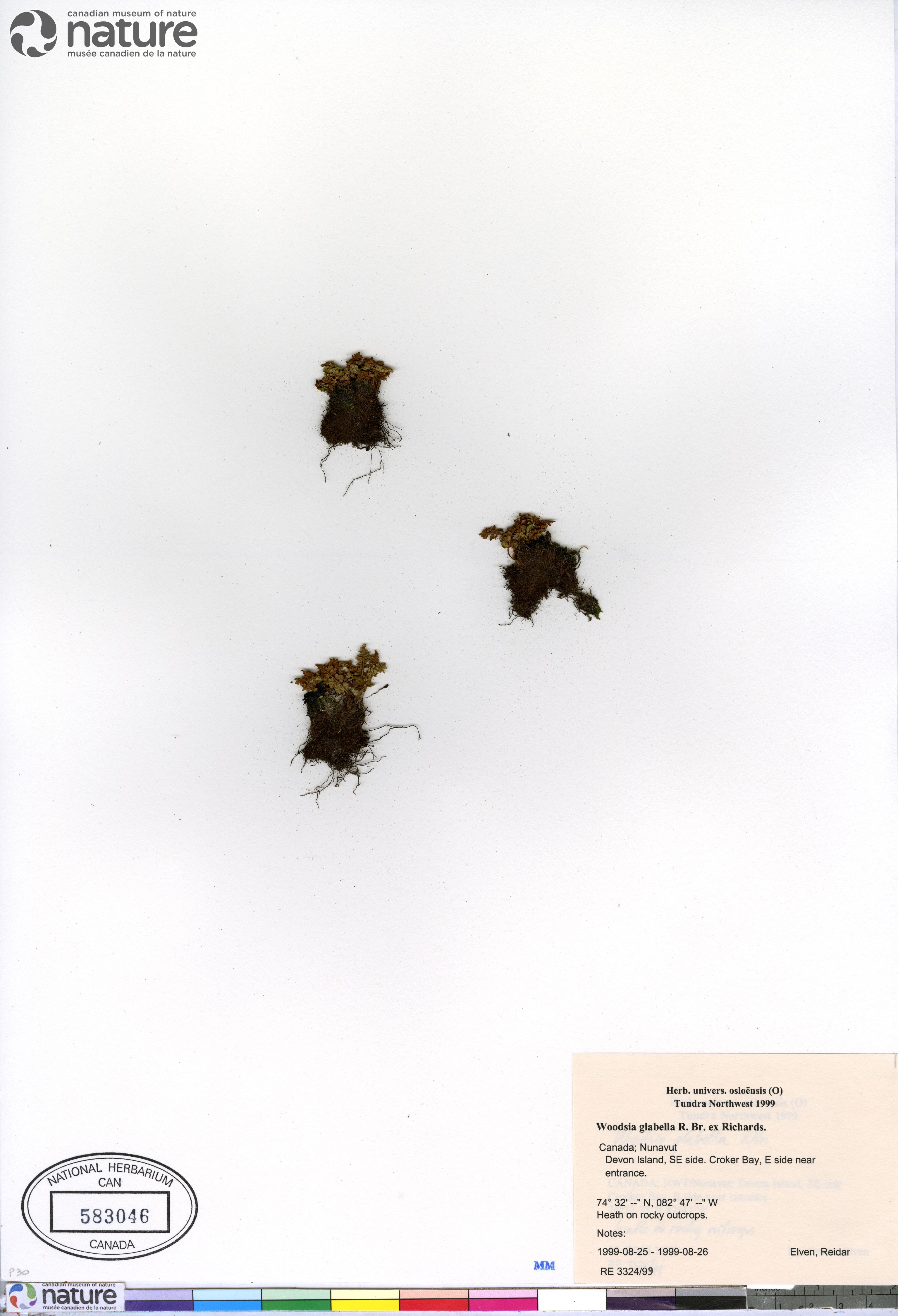 Woodsia glabella image