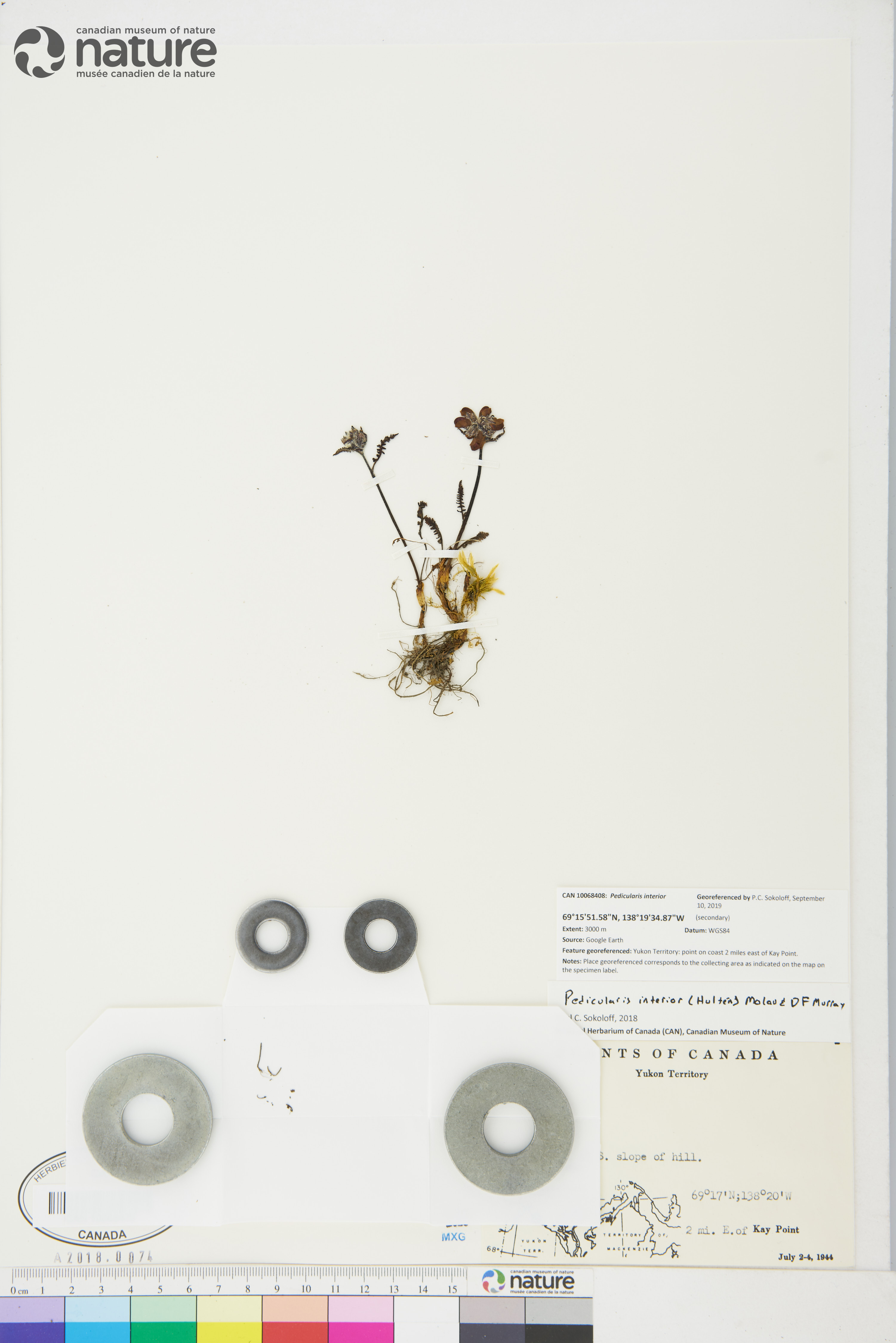 Pedicularis interior image