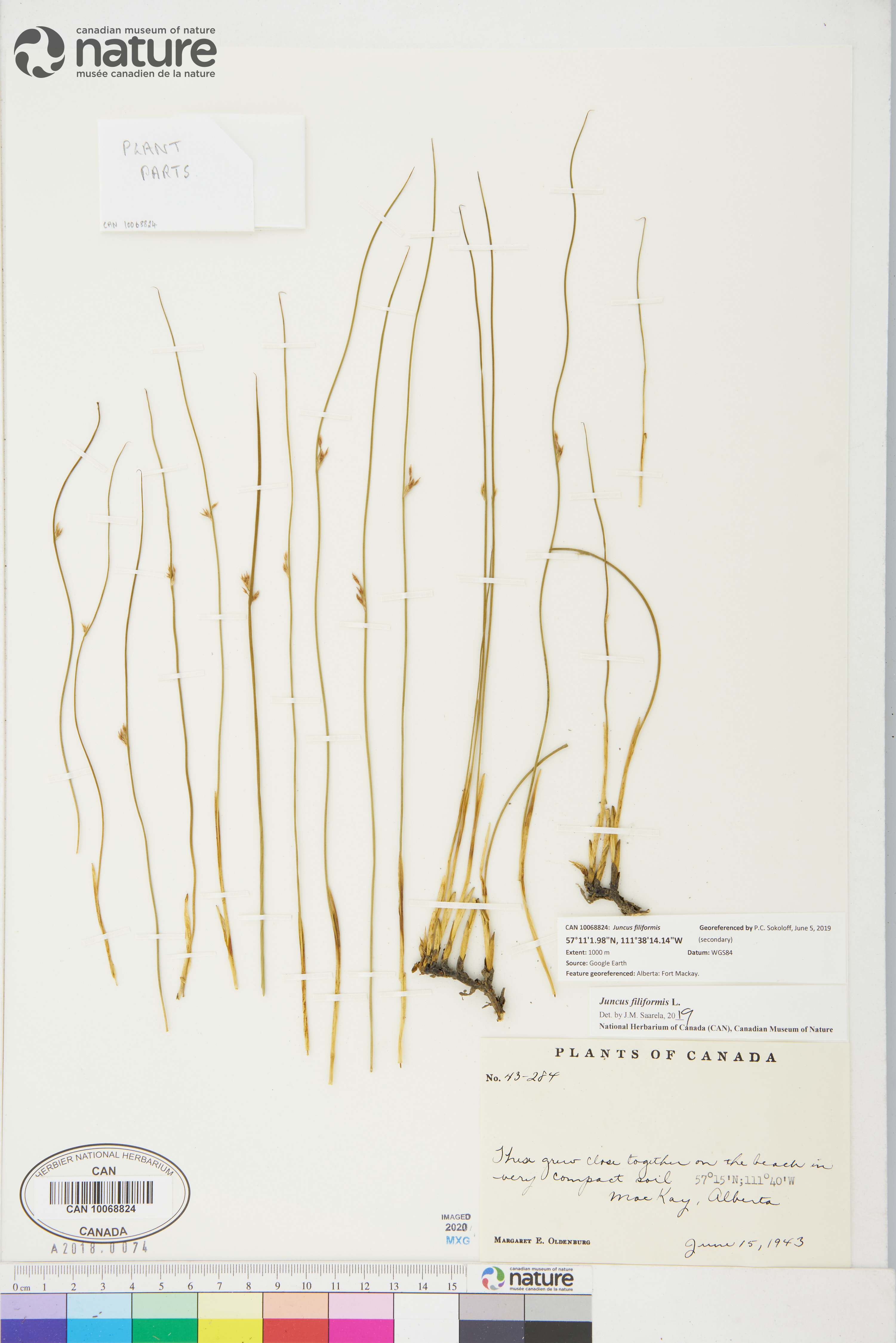 Juncus filiformis image