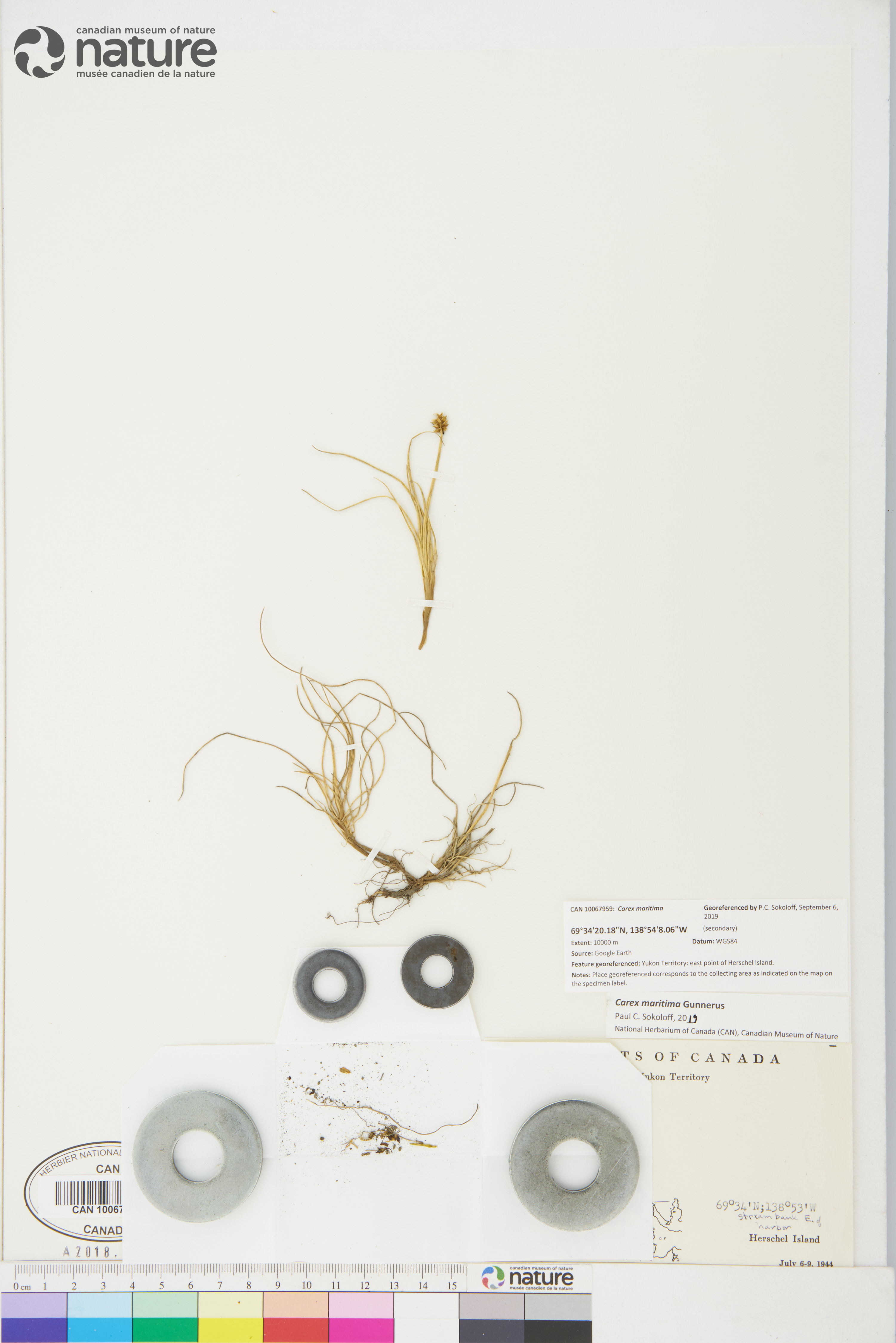 Carex maritima image