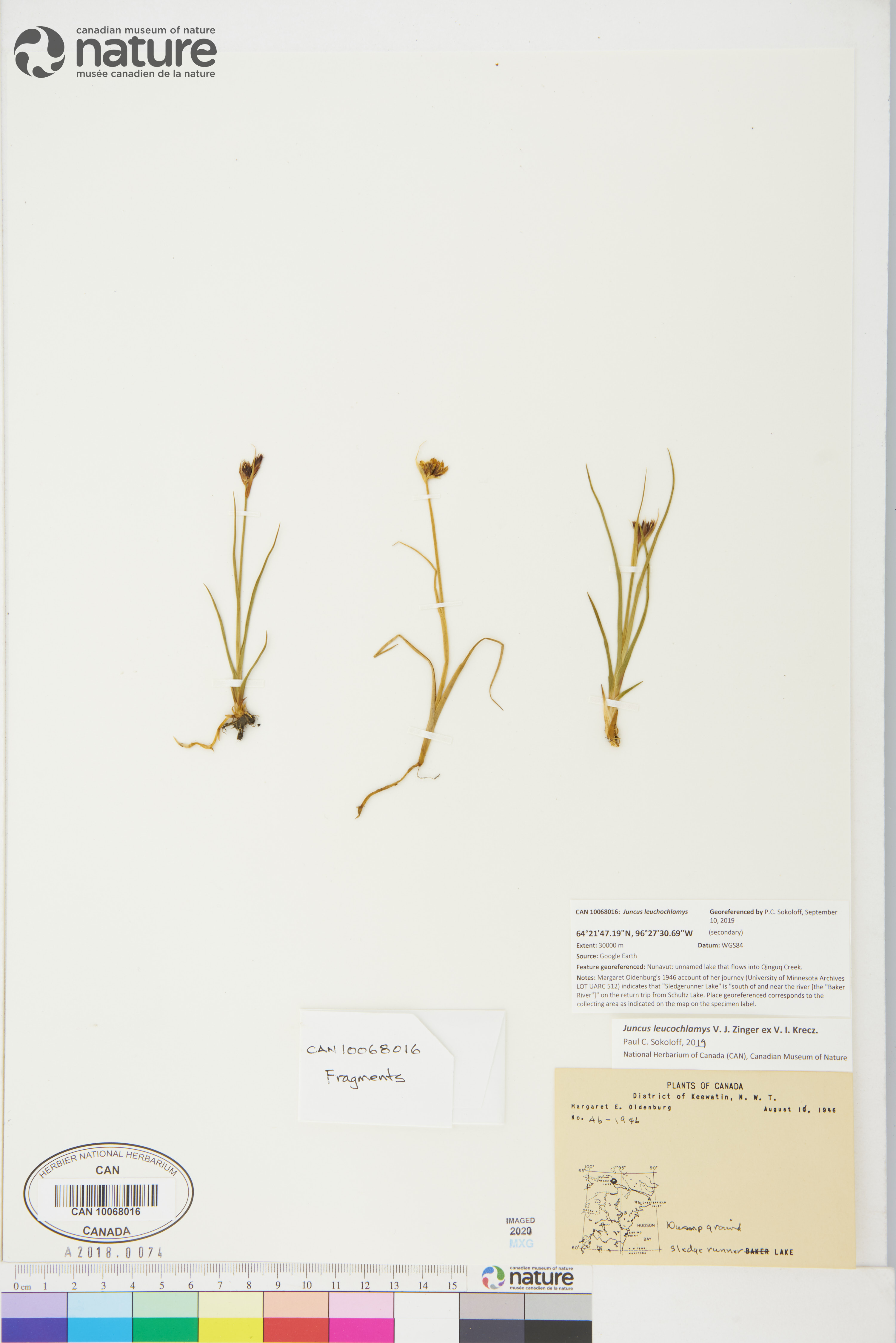 Juncus leucochlamys image
