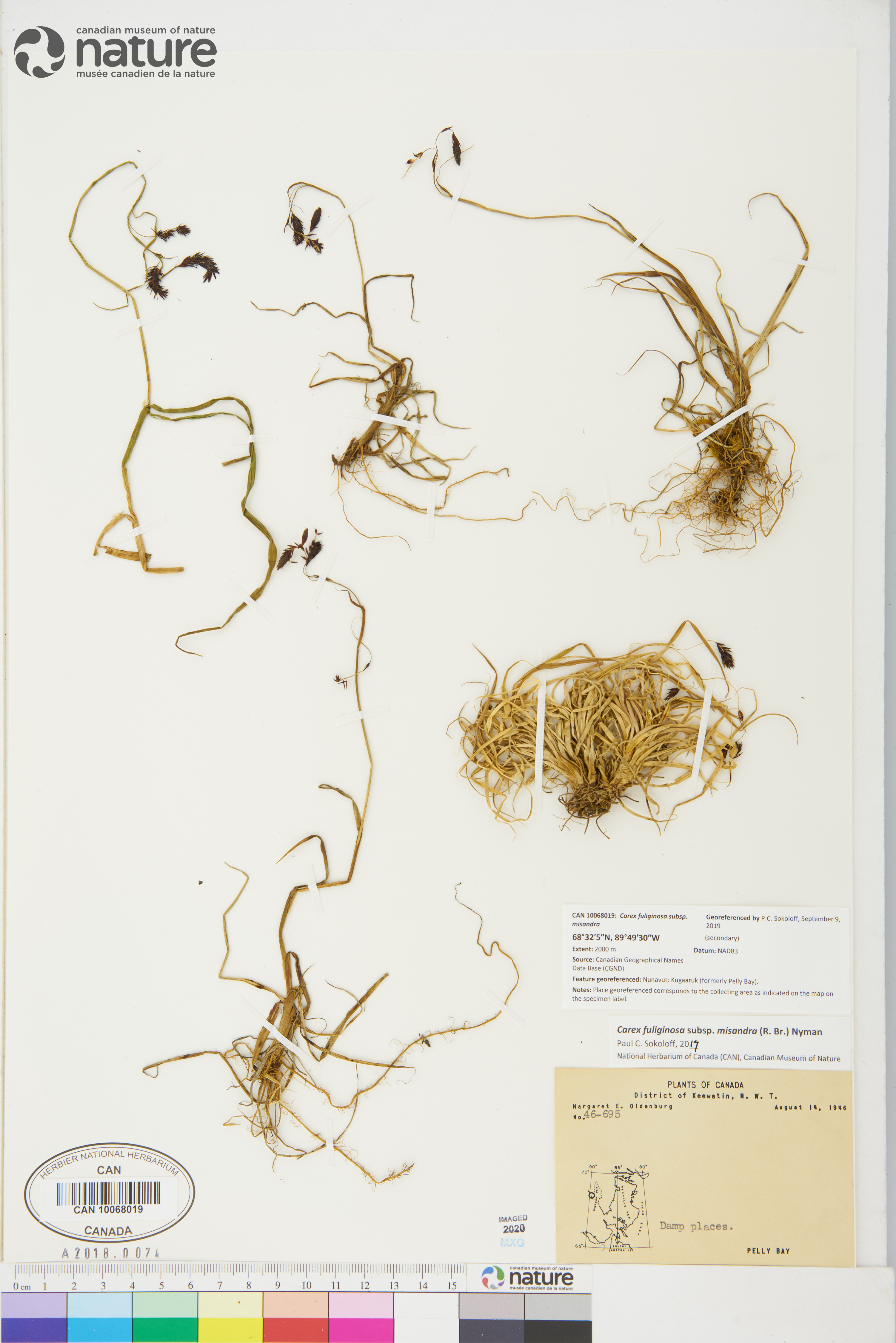 Carex fuliginosa image