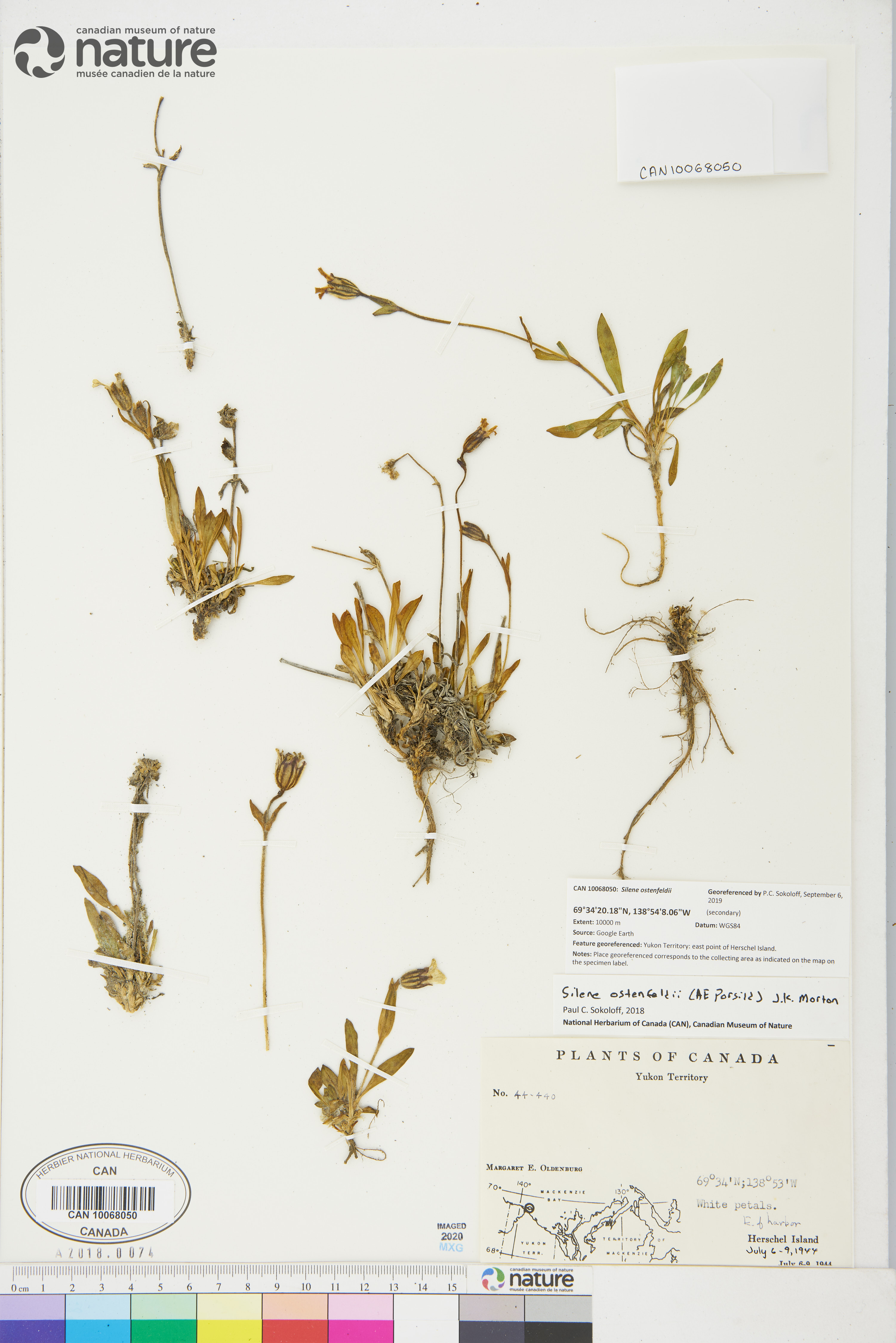 Silene ostenfeldii image