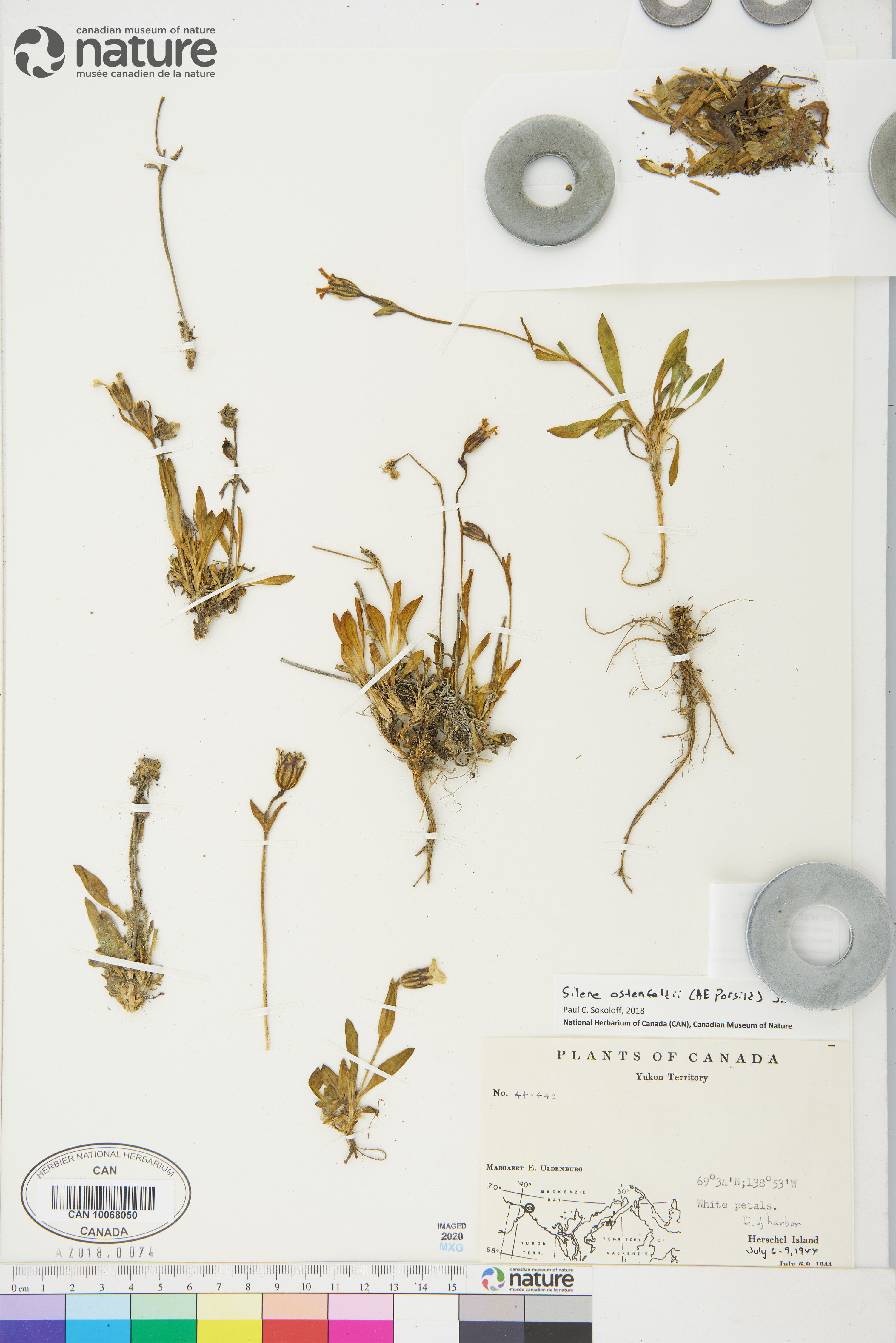 Silene ostenfeldii image