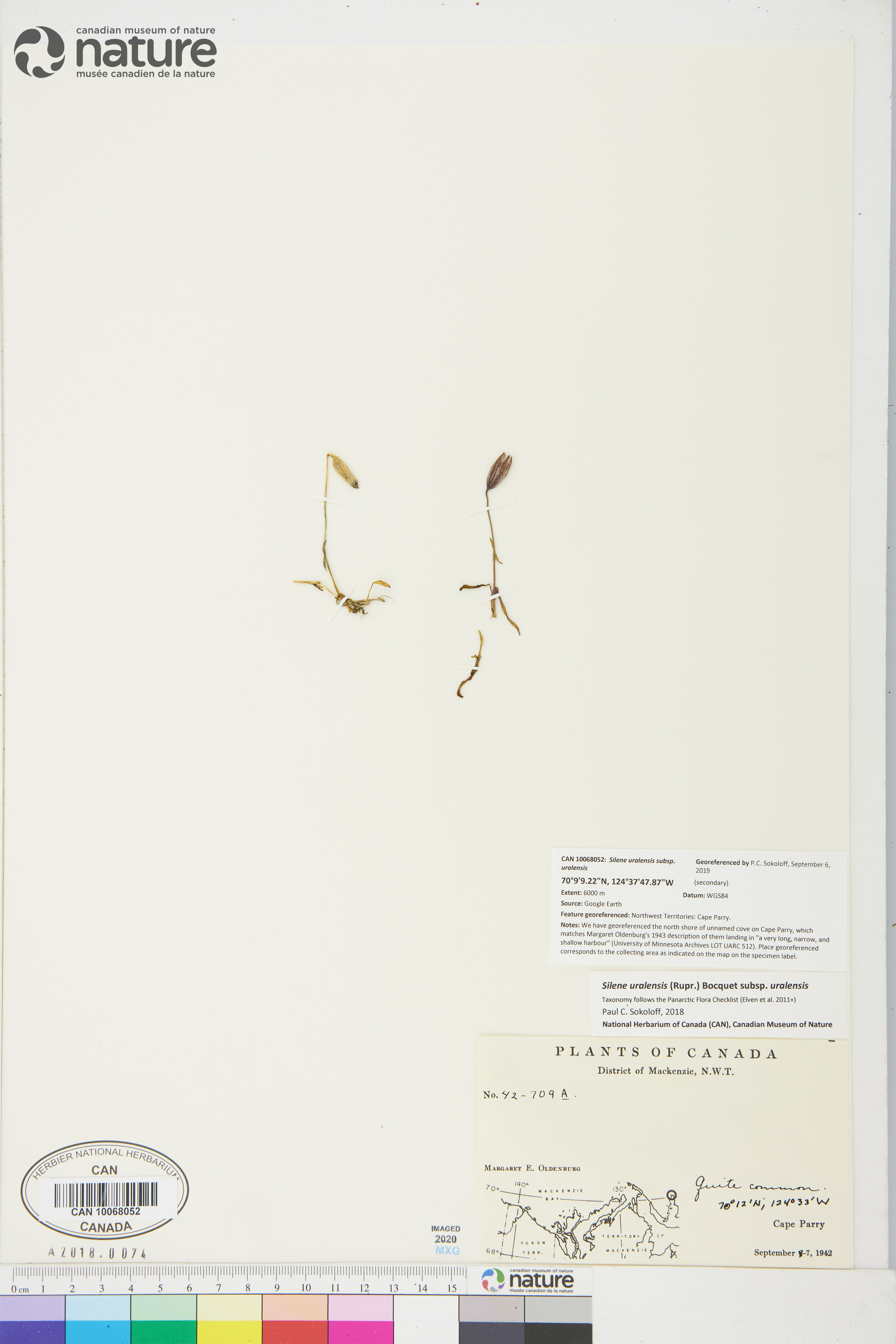 Silene uralensis subsp. uralensis image