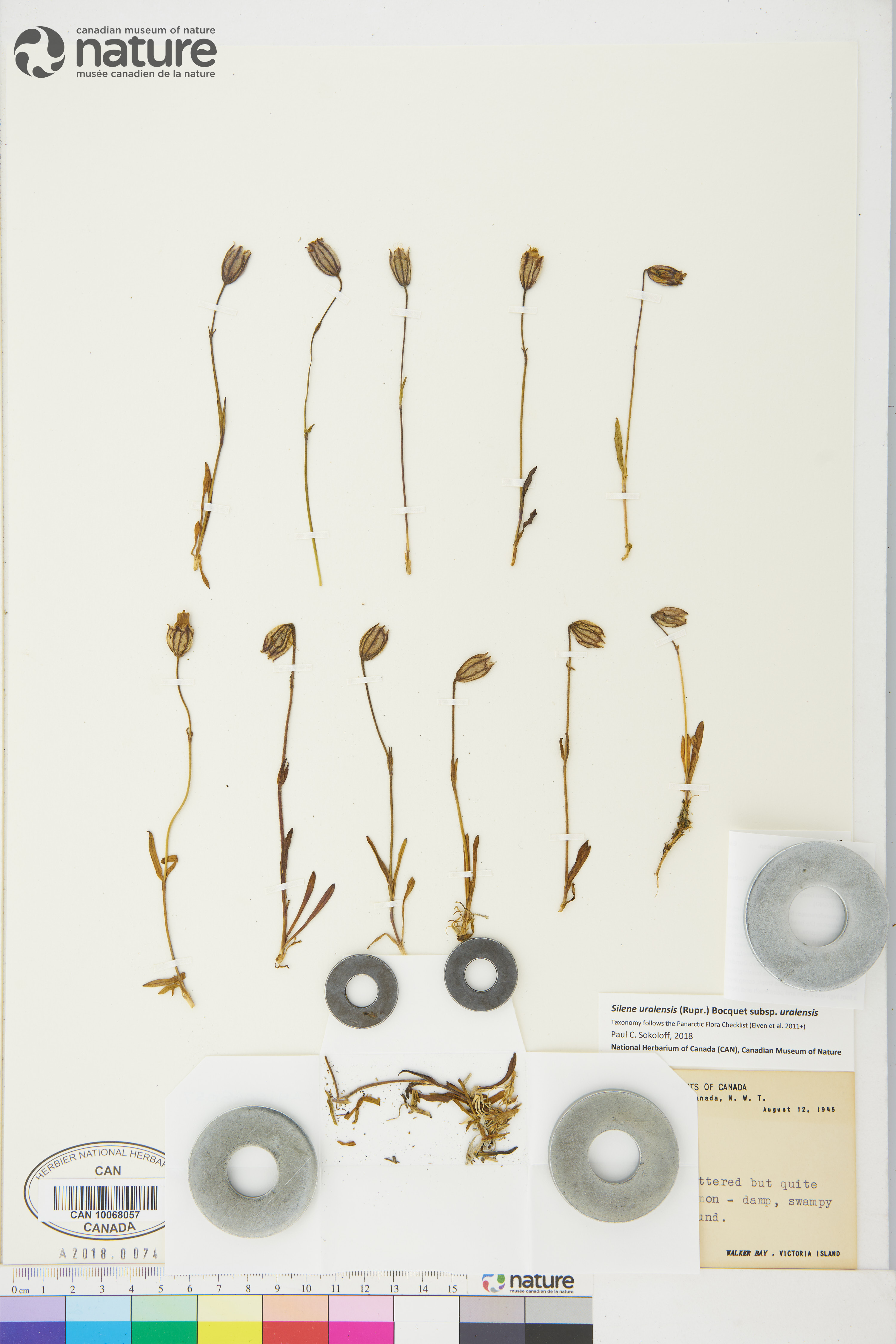 Silene uralensis image