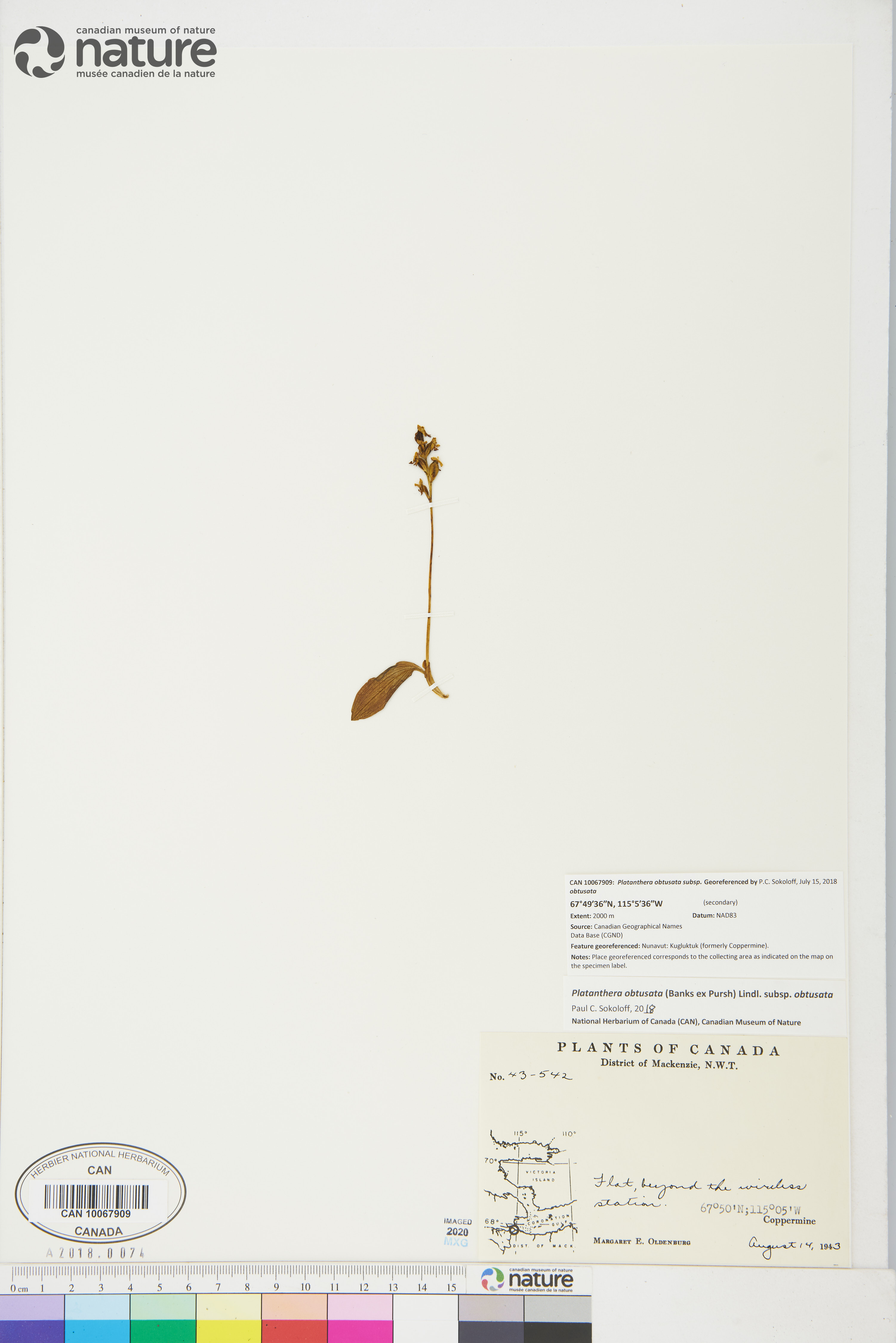 Platanthera obtusata subsp. obtusata image