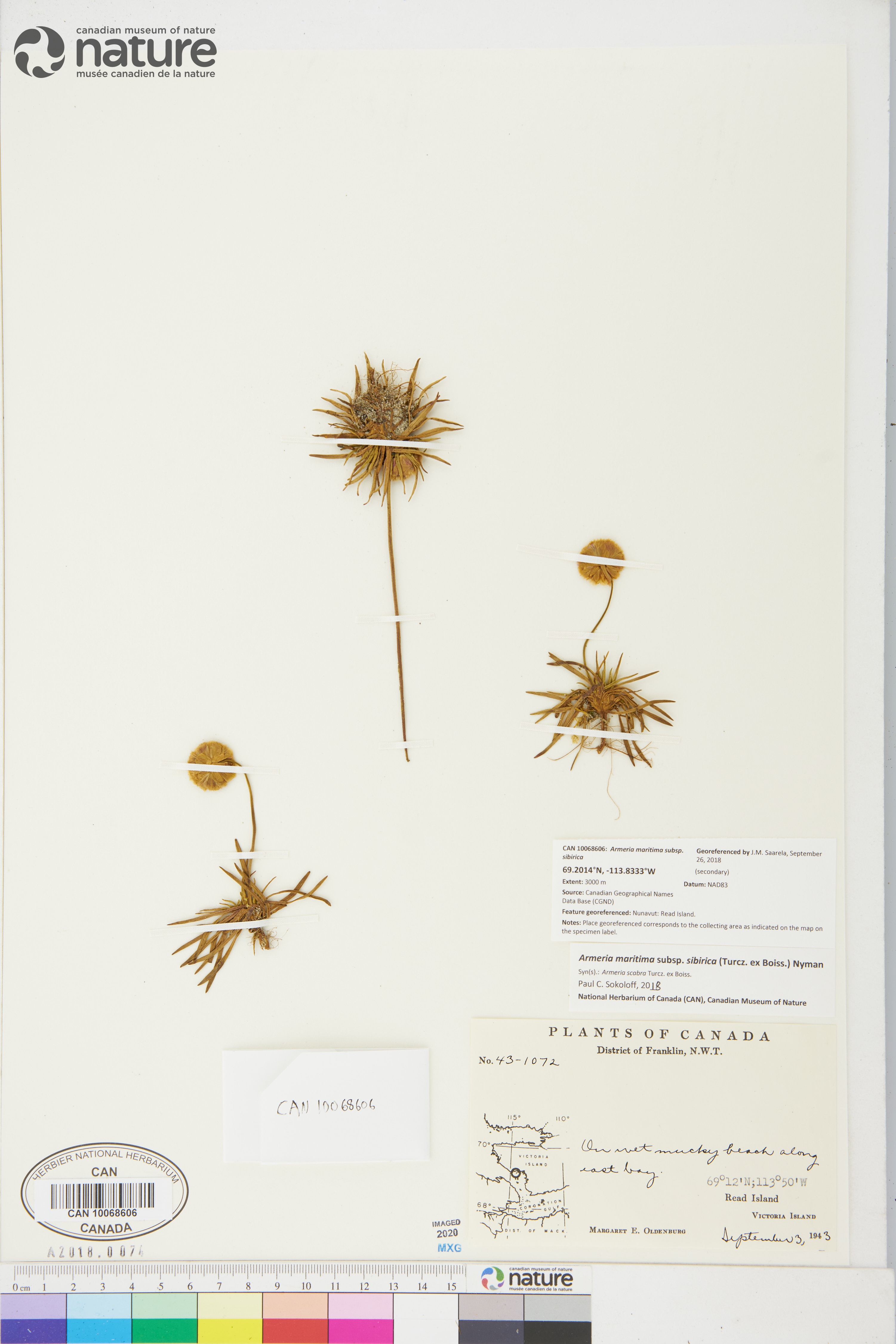 Armeria maritima subsp. sibirica image