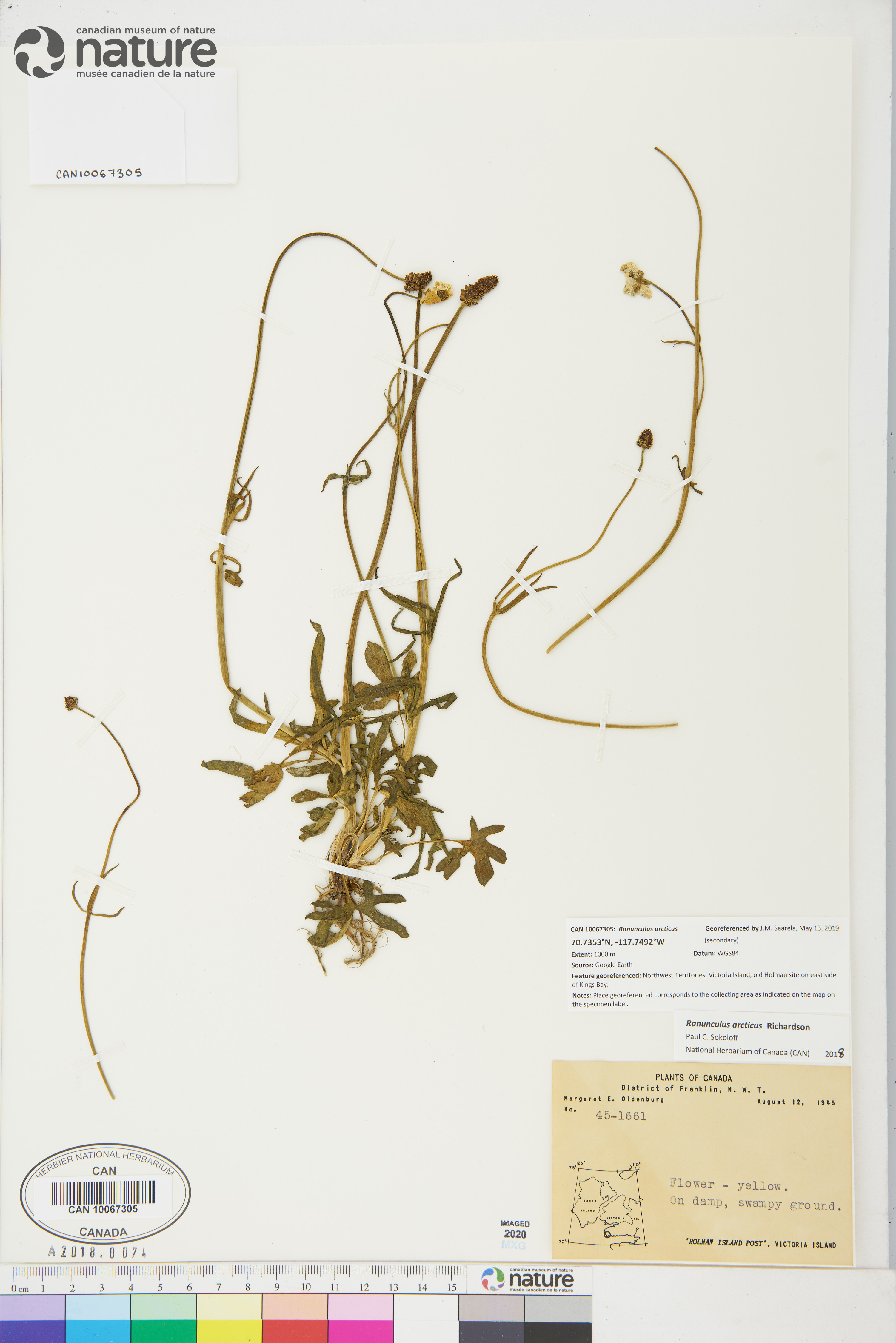 Ranunculus pedatifidus var. affinis image