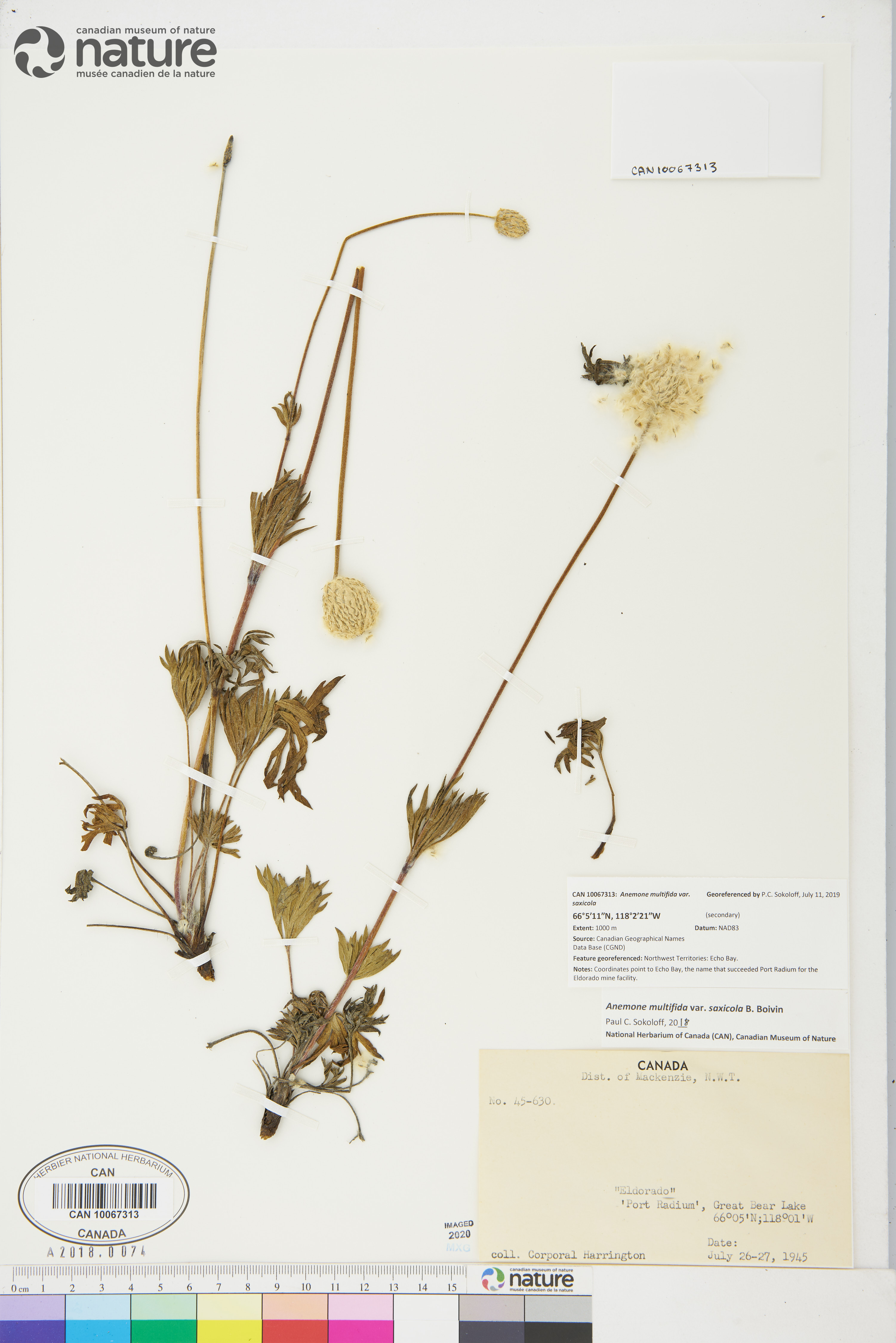 Anemone multifida var. saxicola image