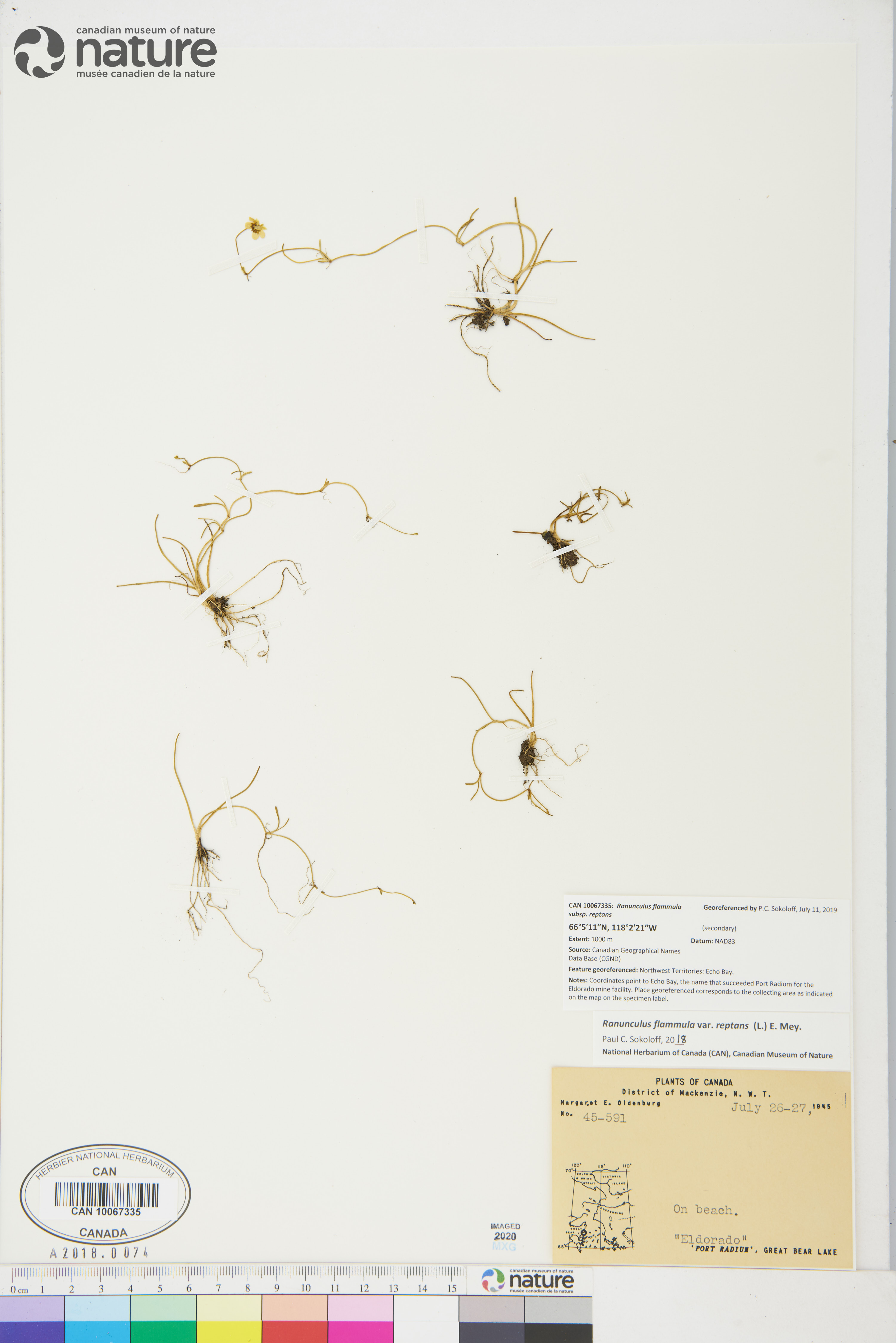 Ranunculus flammula var. reptans image