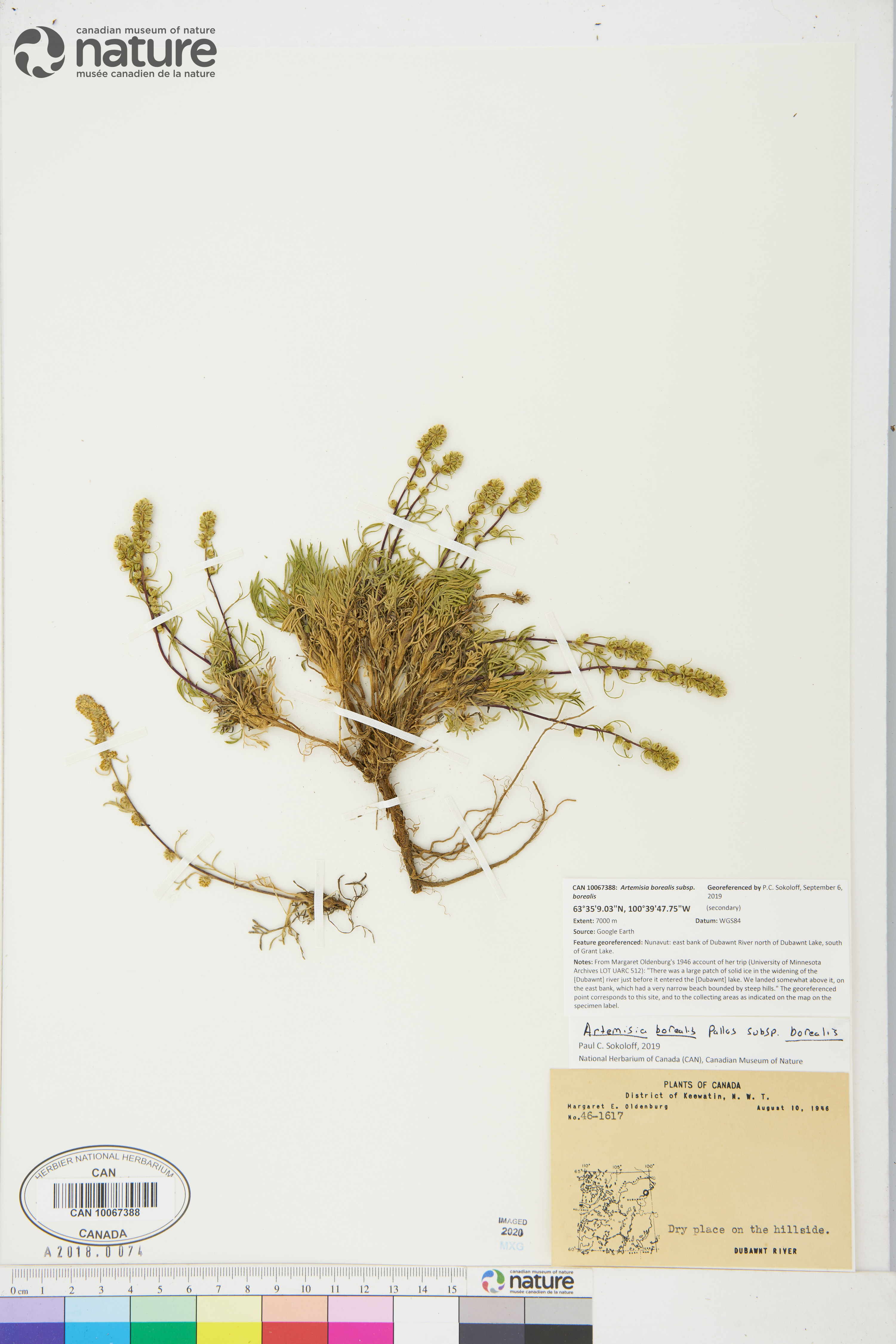 Artemisia campestris subsp. borealis image