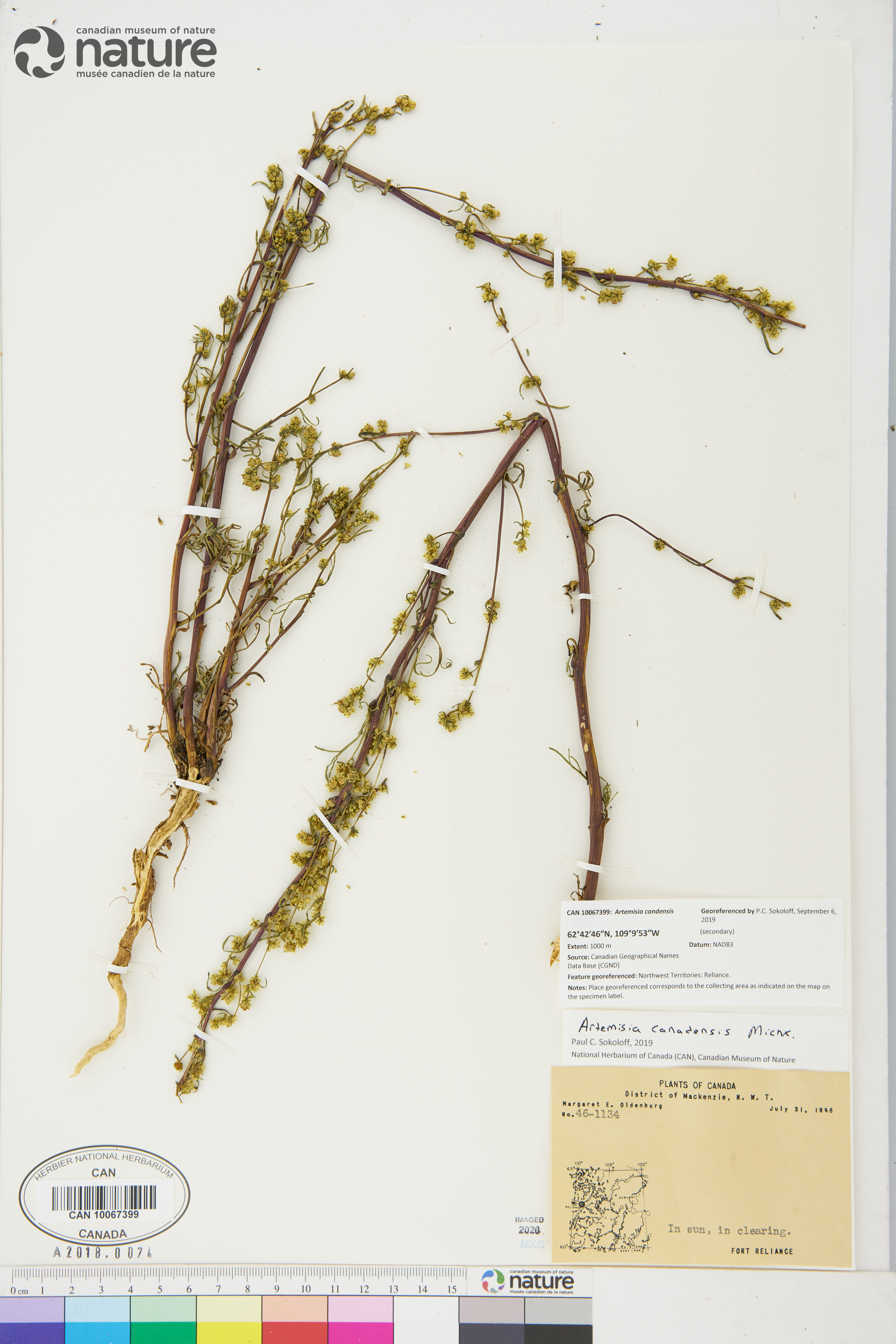 Artemisia canadensis image