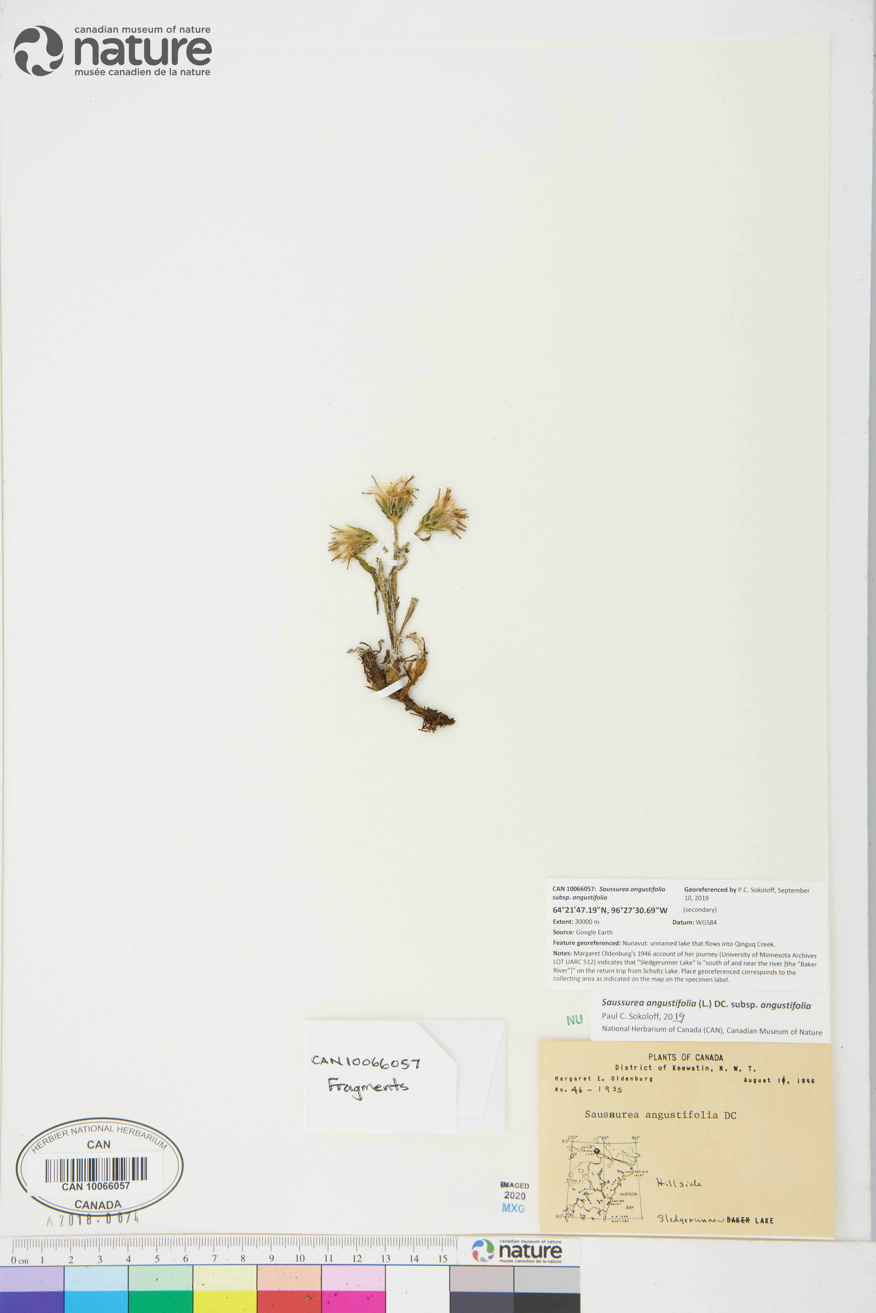 Saussurea angustifolia subsp. angustifolia image