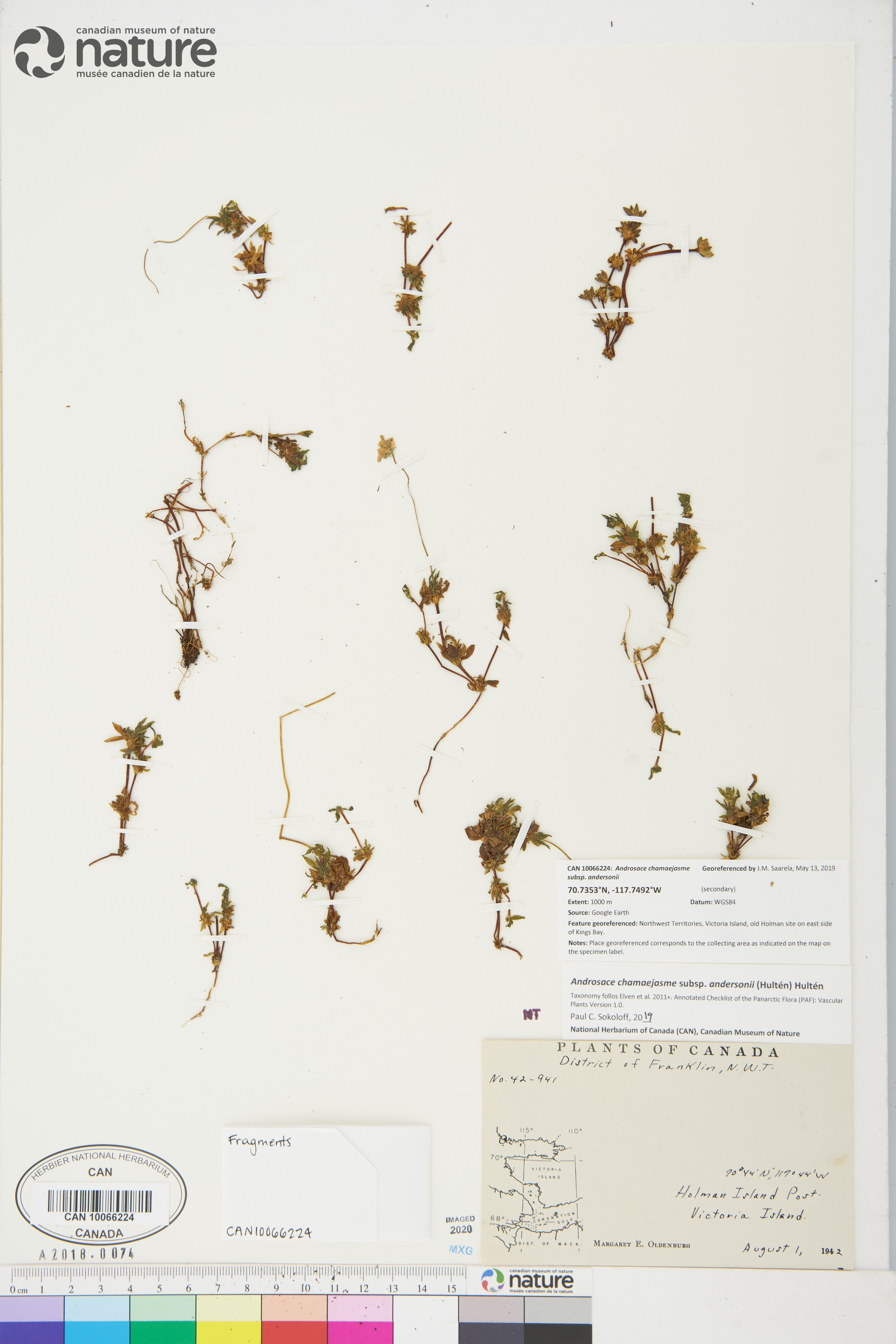 Androsace chamaejasme subsp. andersonii image