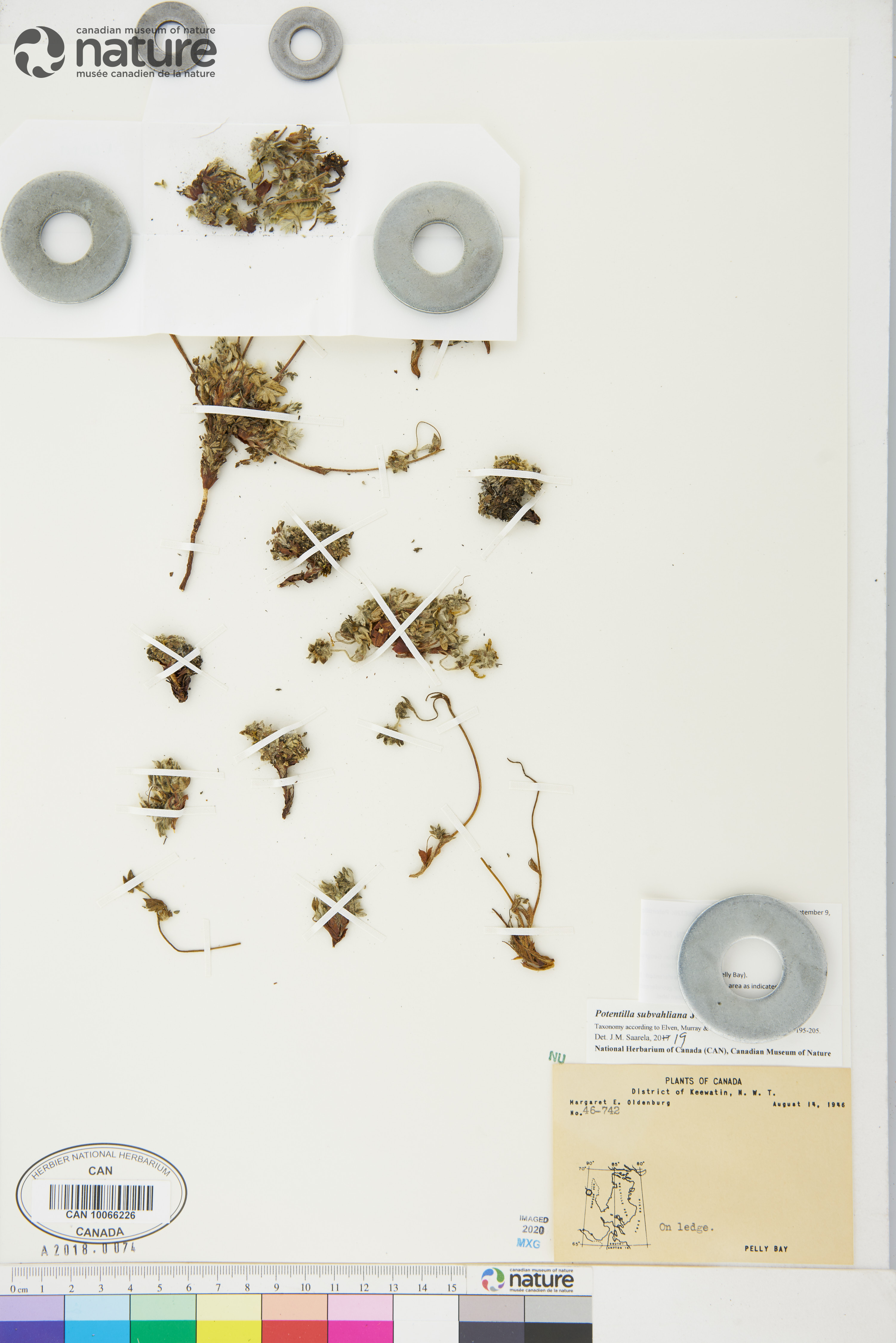 Potentilla subvahliana image