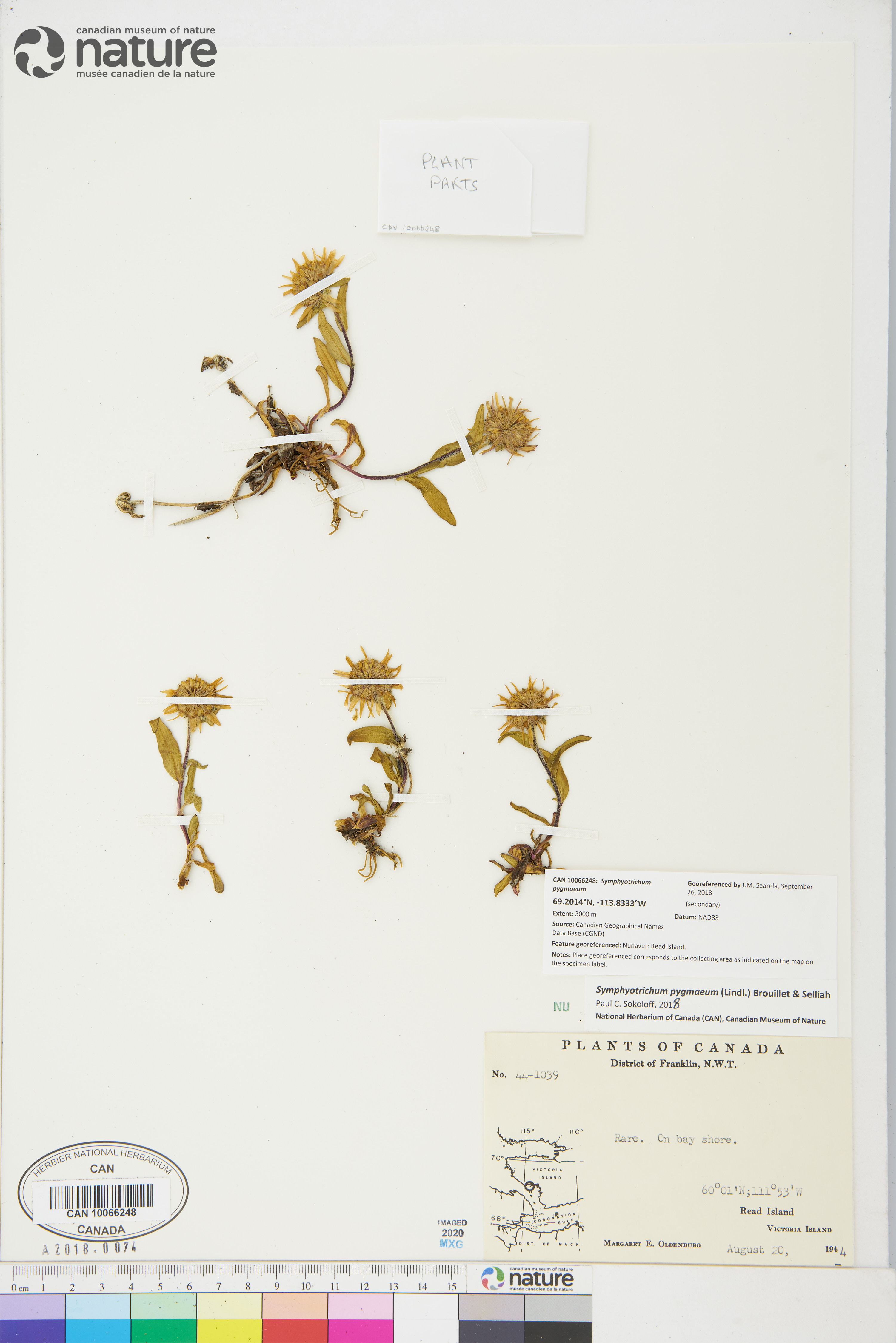 Symphyotrichum pygmaeum image
