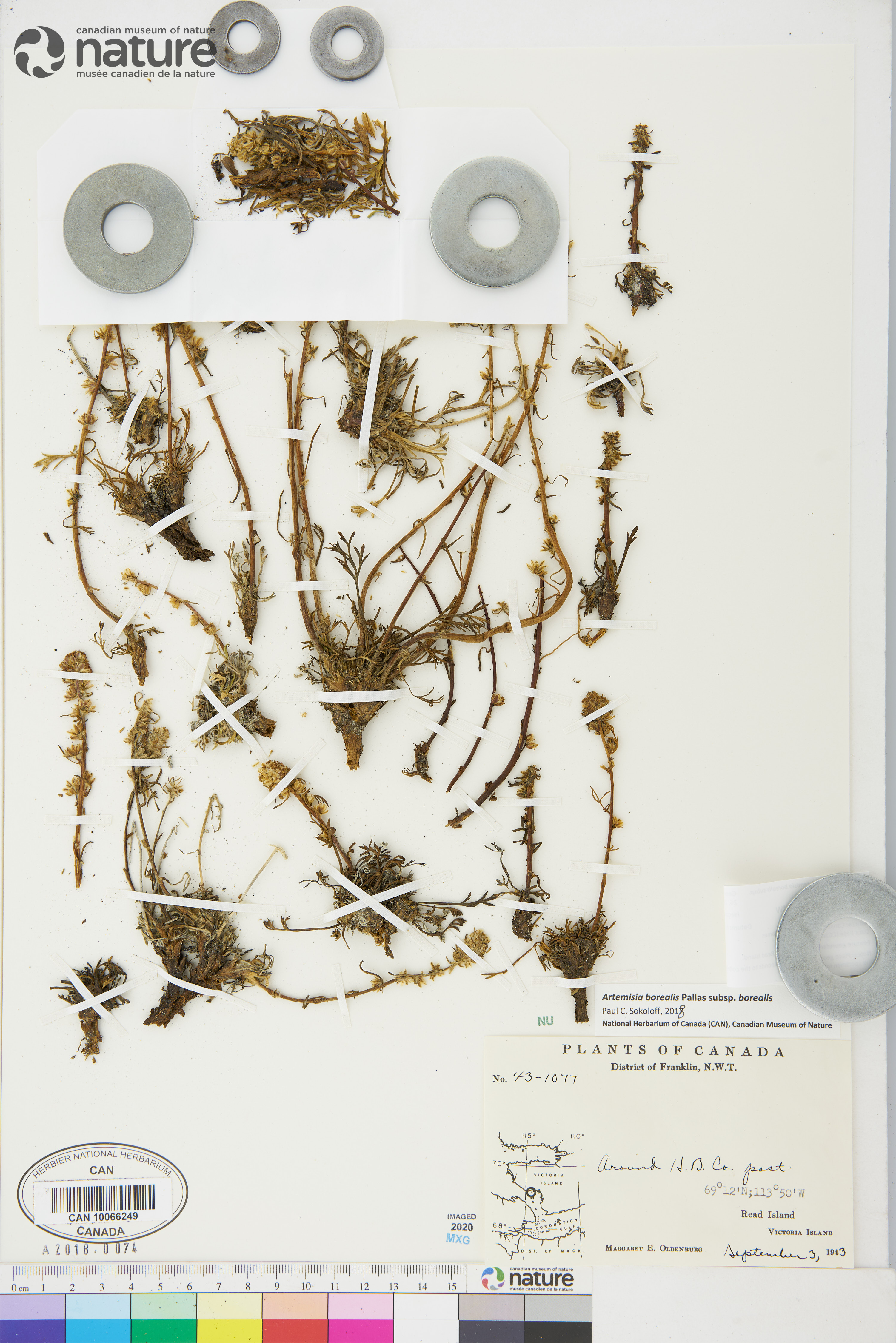 Artemisia campestris subsp. borealis image