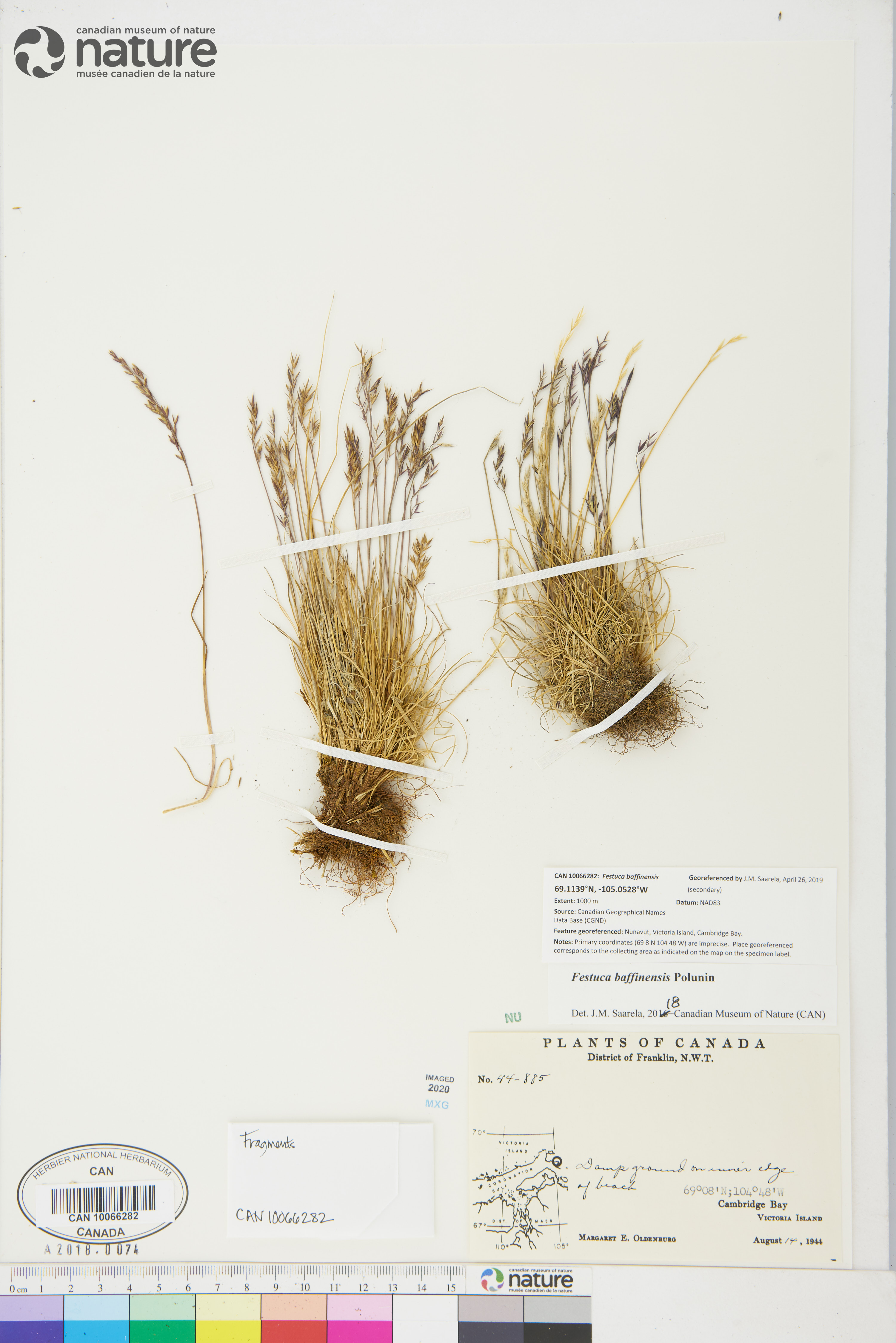 Festuca baffinensis image
