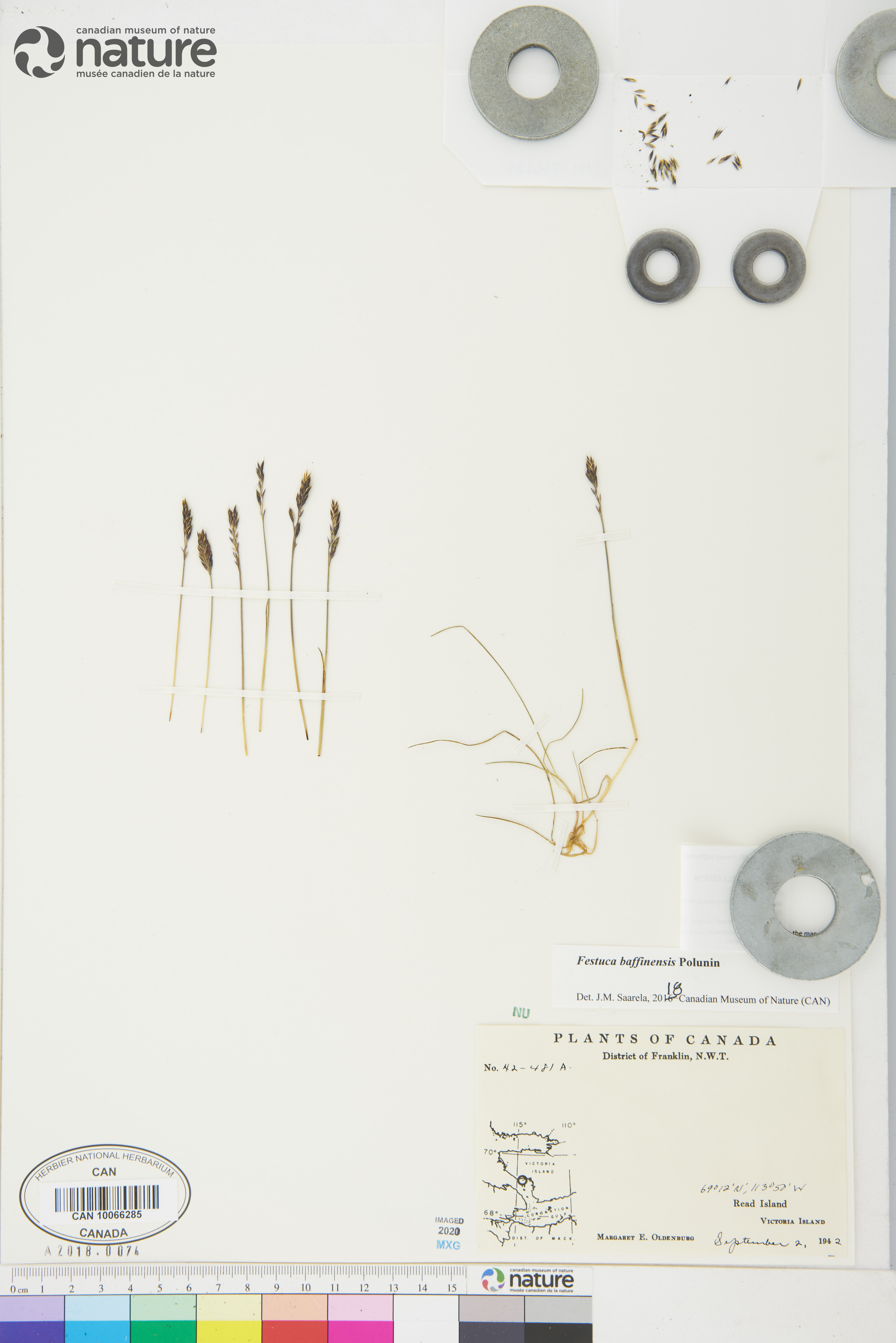 Festuca baffinensis image