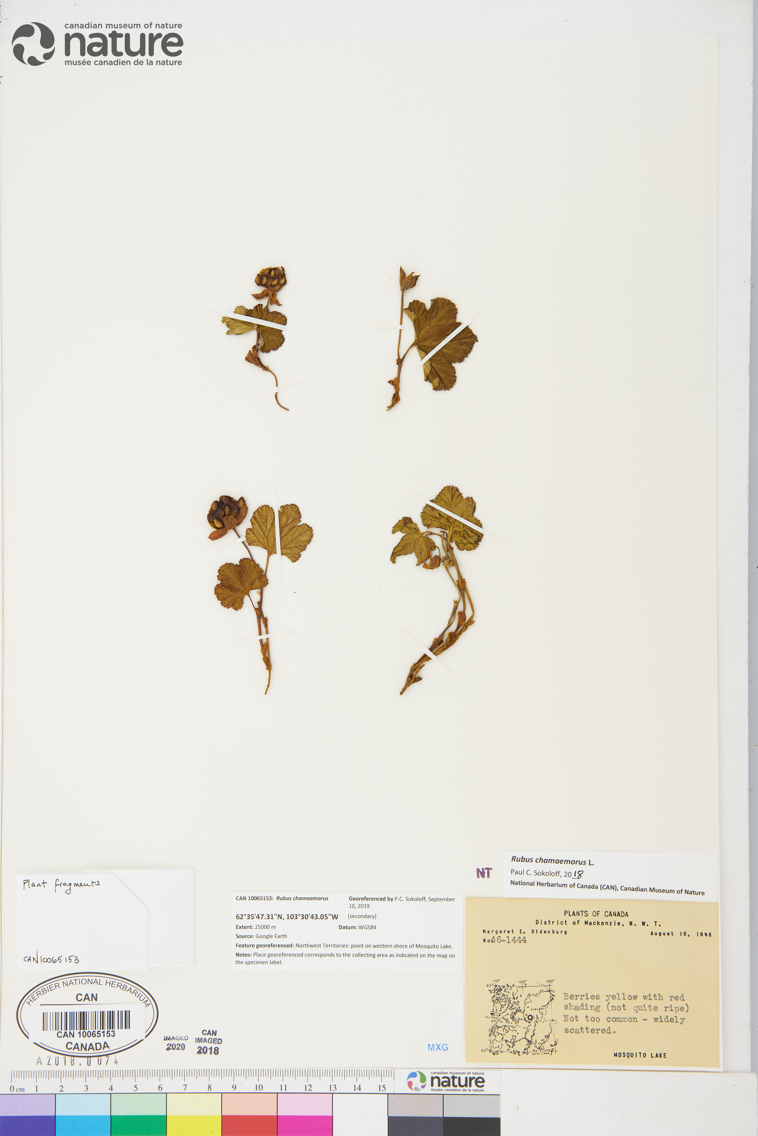 Rubus chamaemorus image