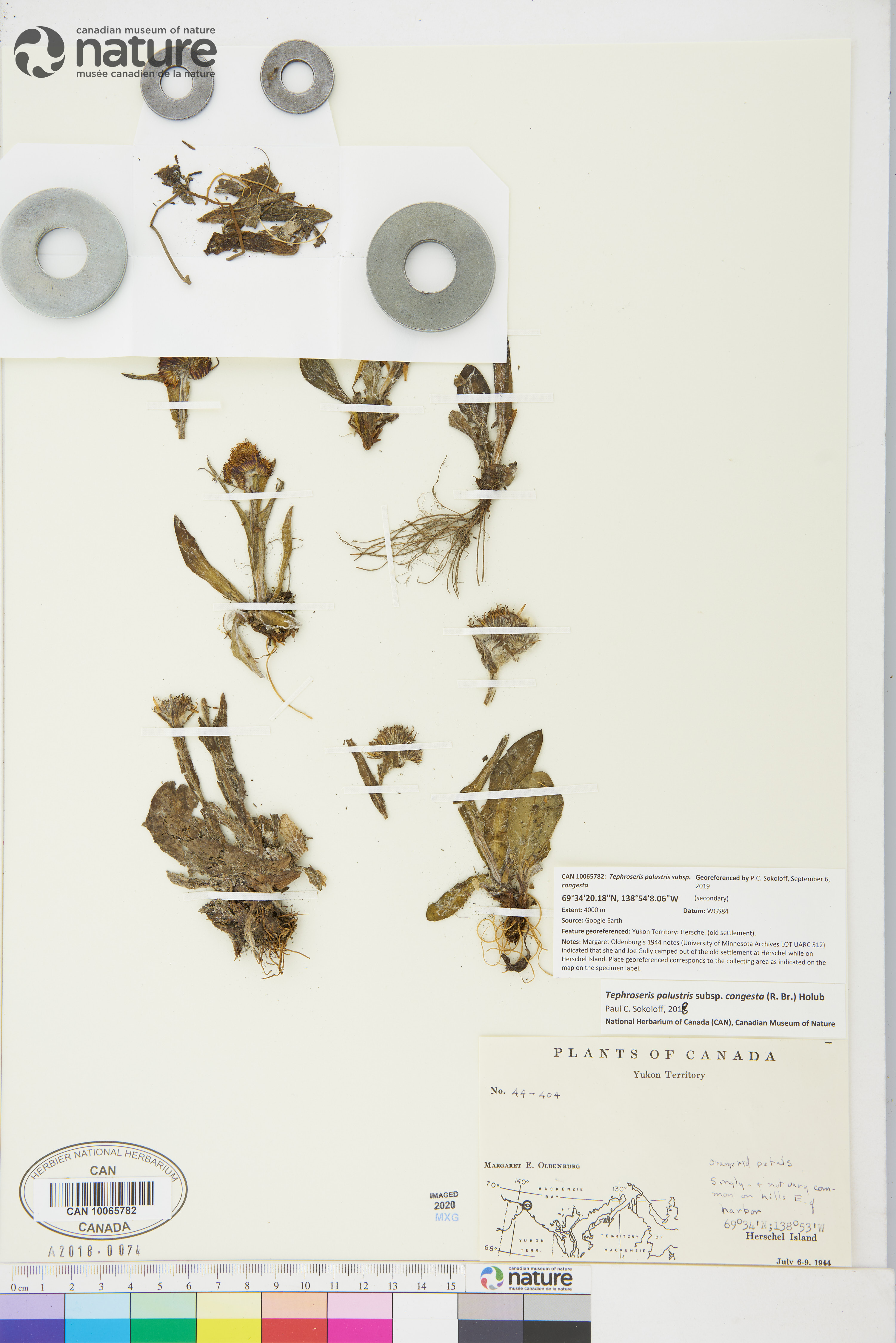 Tephroseris image